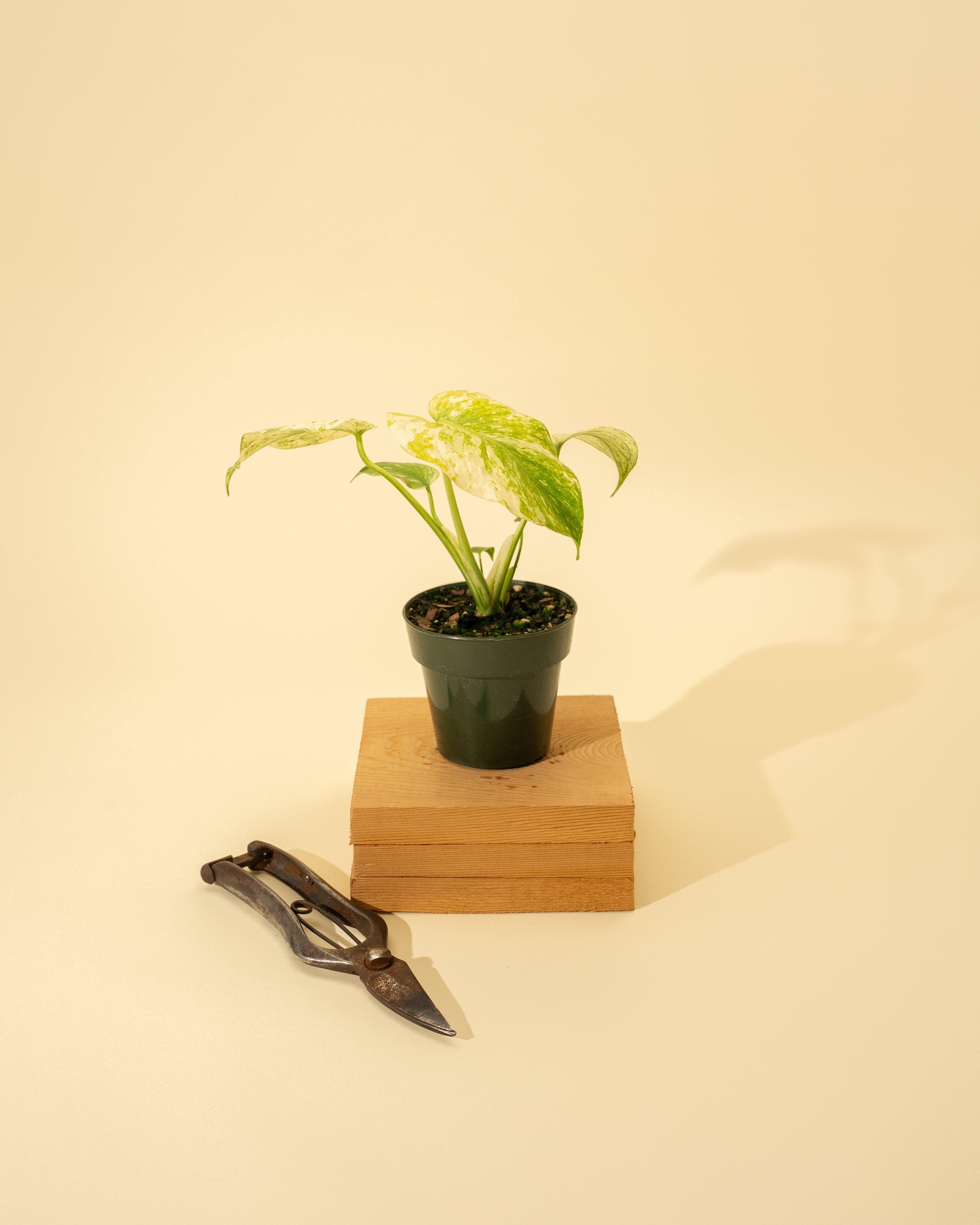 mint monstera for sale 4" Monstera Mint Plant – Rare Variegated Form – BWH Plant Co