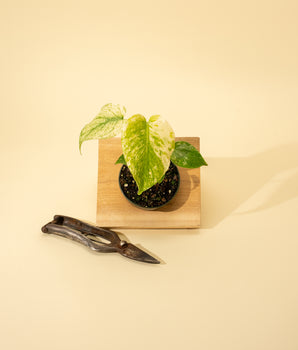 A young Monstera 'Mint' plant with variegated leaves in a small pot, placed on a wooden square next to a pair of pruning shears, against a beige background.