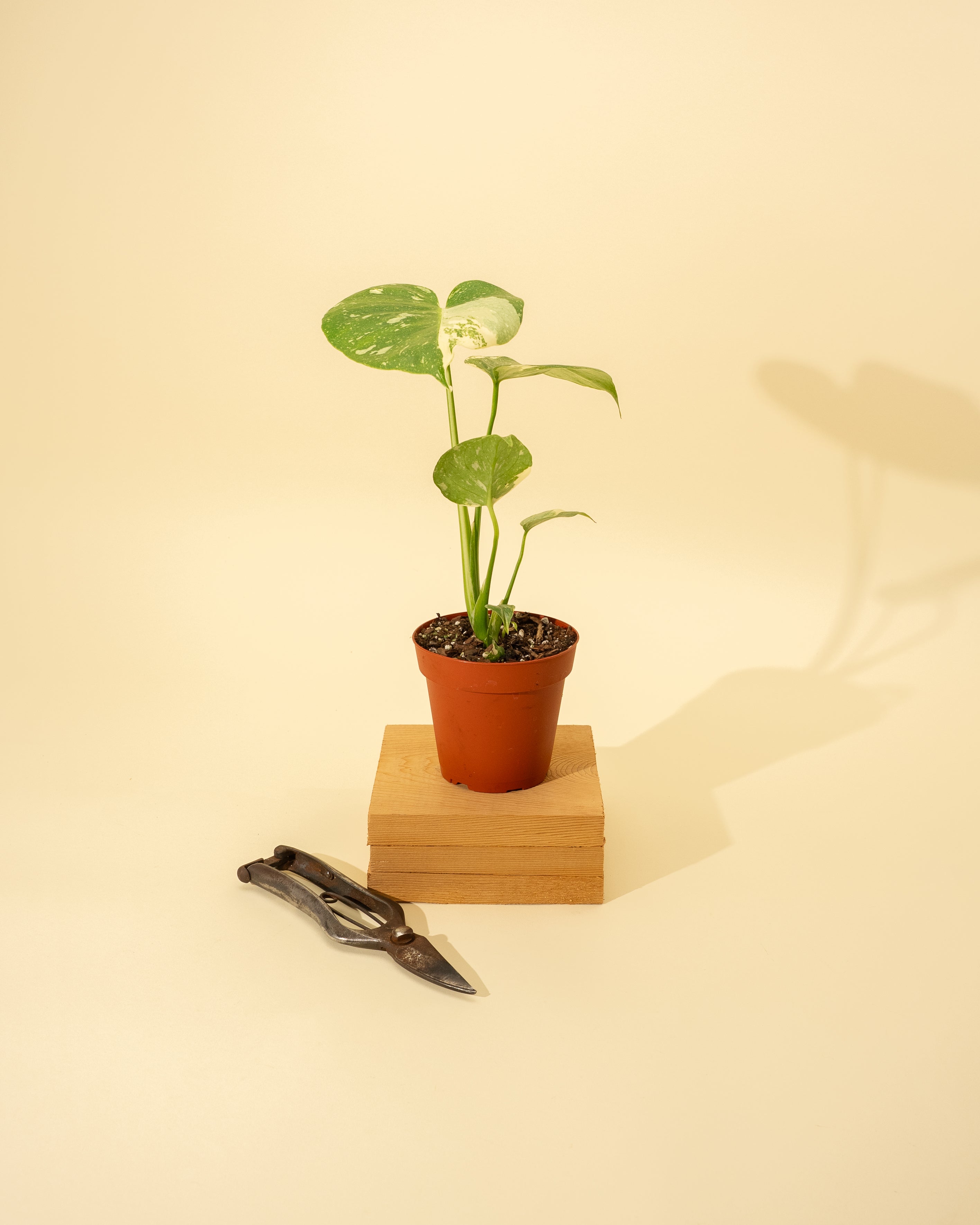 monstera thai constellation seedling Monstera Deliciosa 'Thai Constellation' *Grower's Choice*
