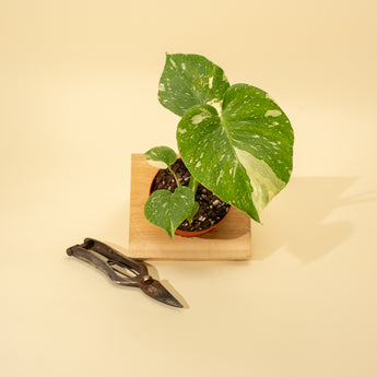 A Monstera 'Thai Constellation' plant with large leaves splashed with creamy white variegation, placed on a wooden surface with a pair of shears to the side.
