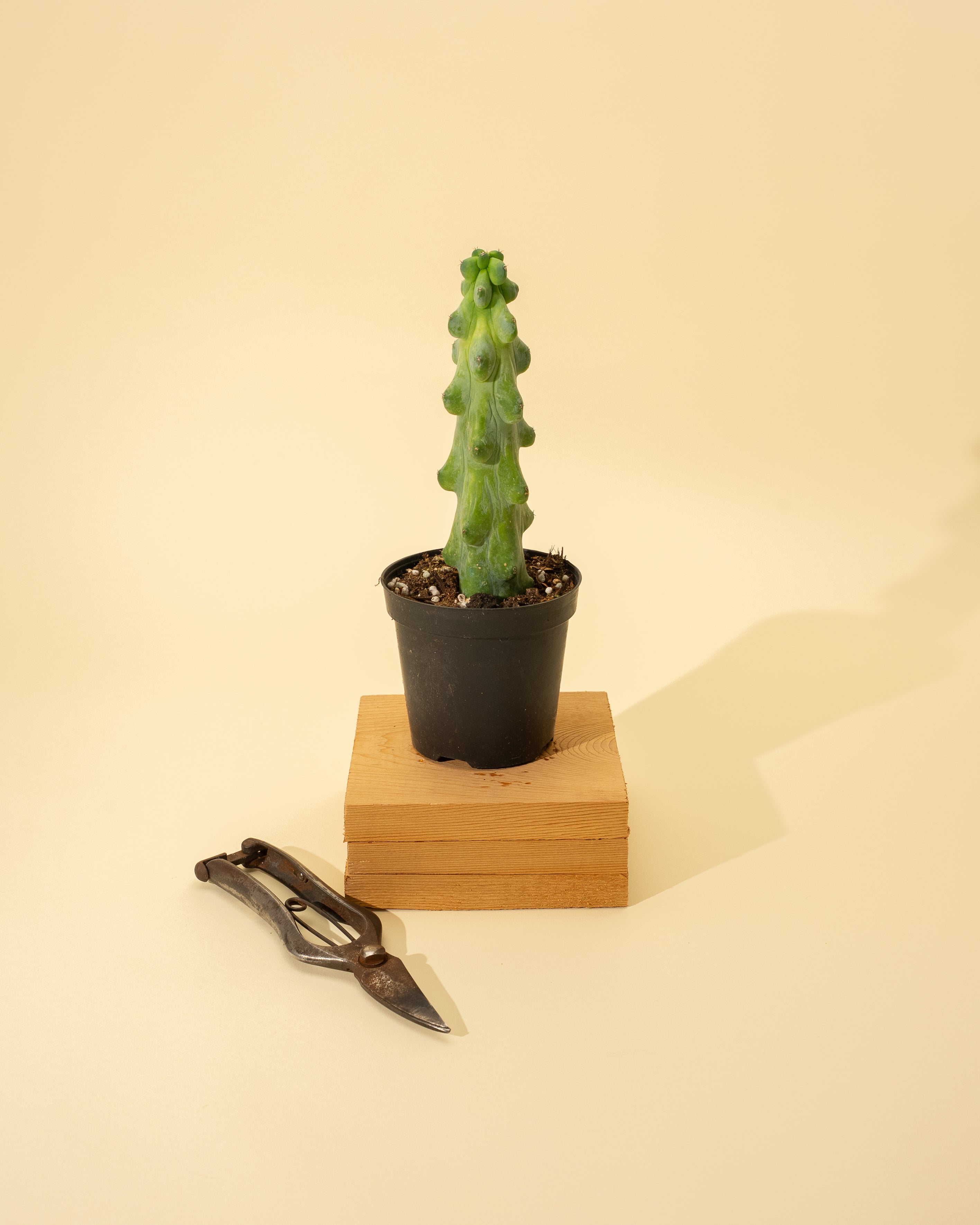 succulent breast 4" Myrtillocactus Geometrizans 'Boobie Cactus' – BWH Plant Co