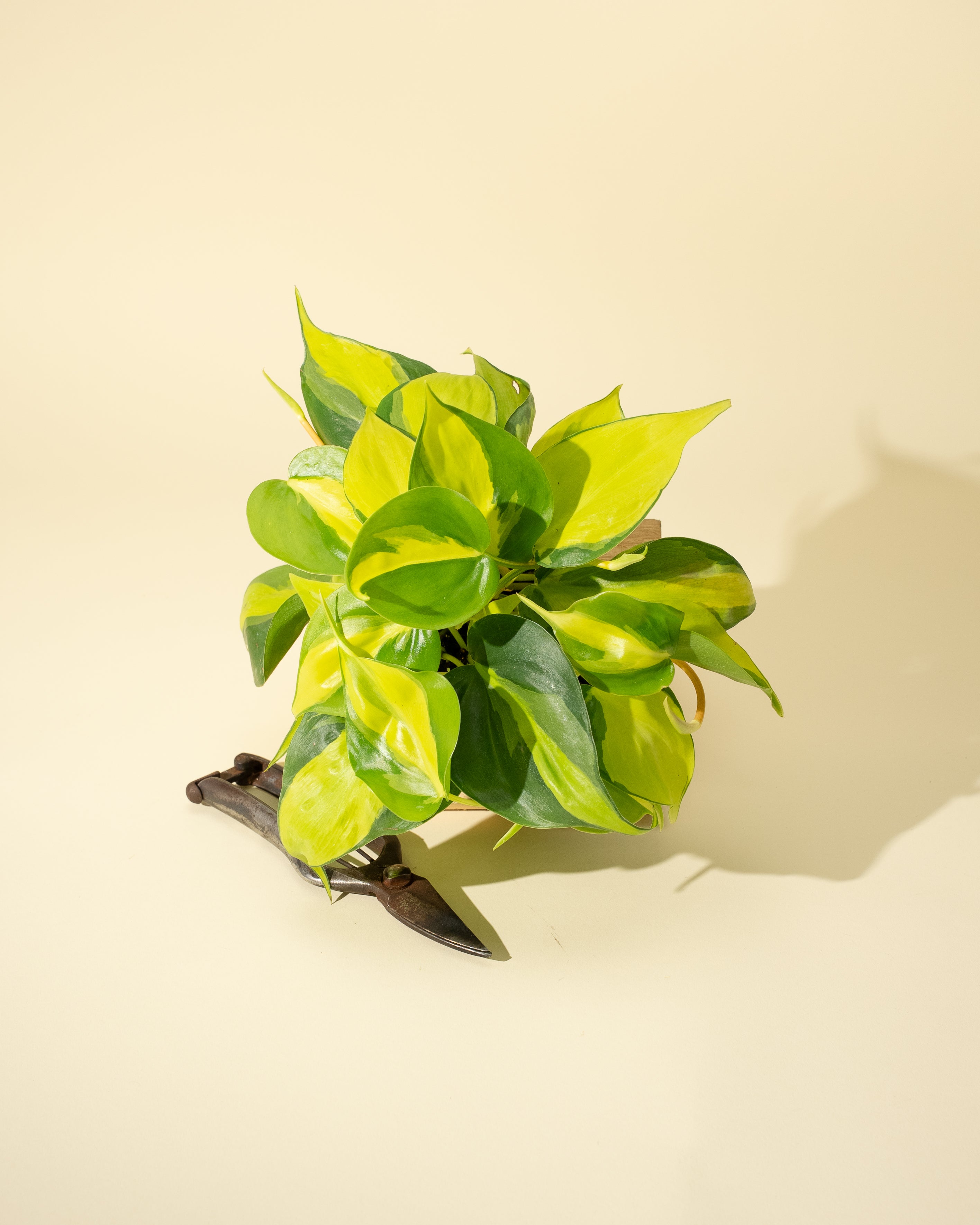philodendron brasil lemon lime 4" Philodendron 'Brasil' – BWH Plant Co