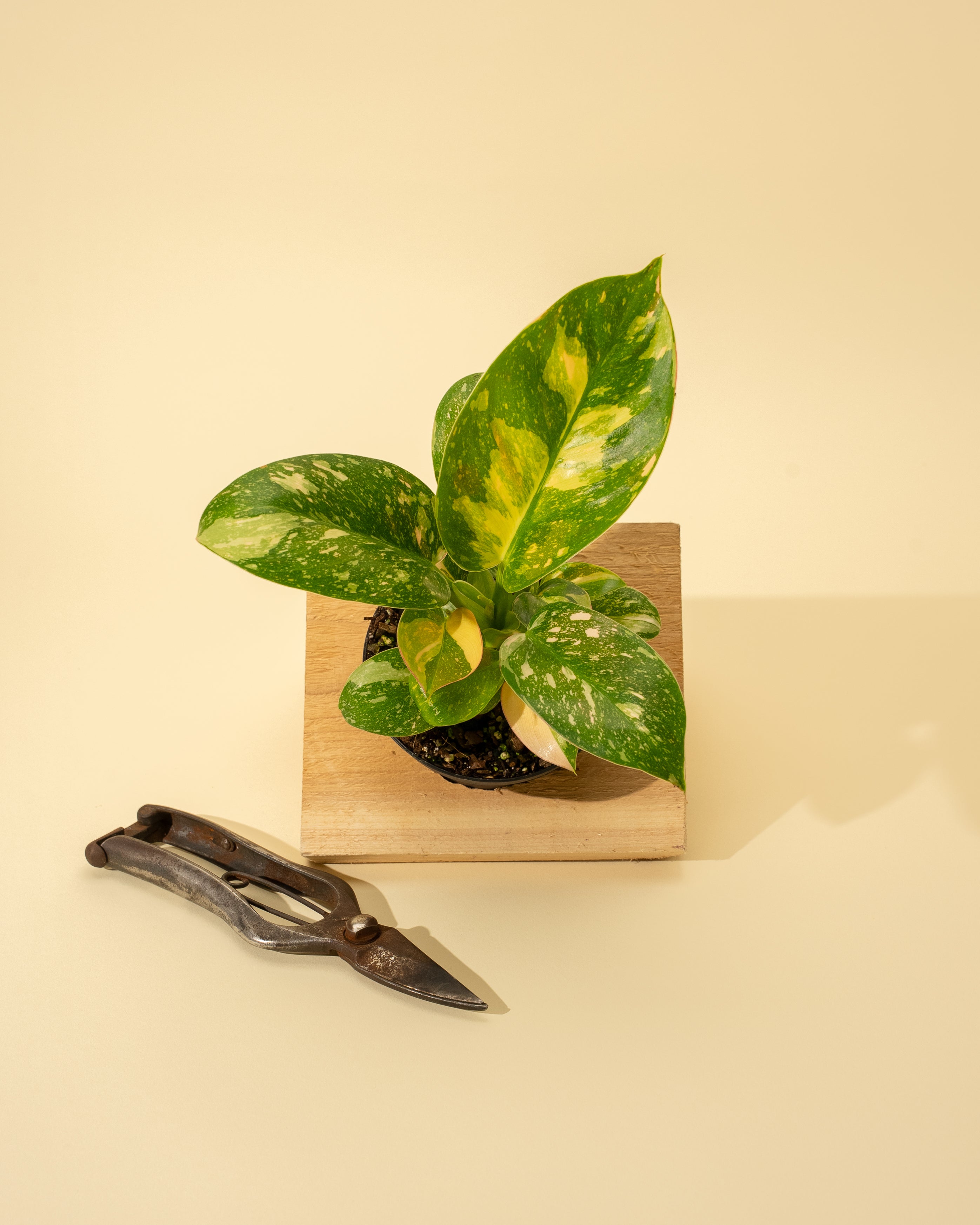 copper fungus philodendron 4" Variegated Philodendron Green Congo 'Copper Flame'