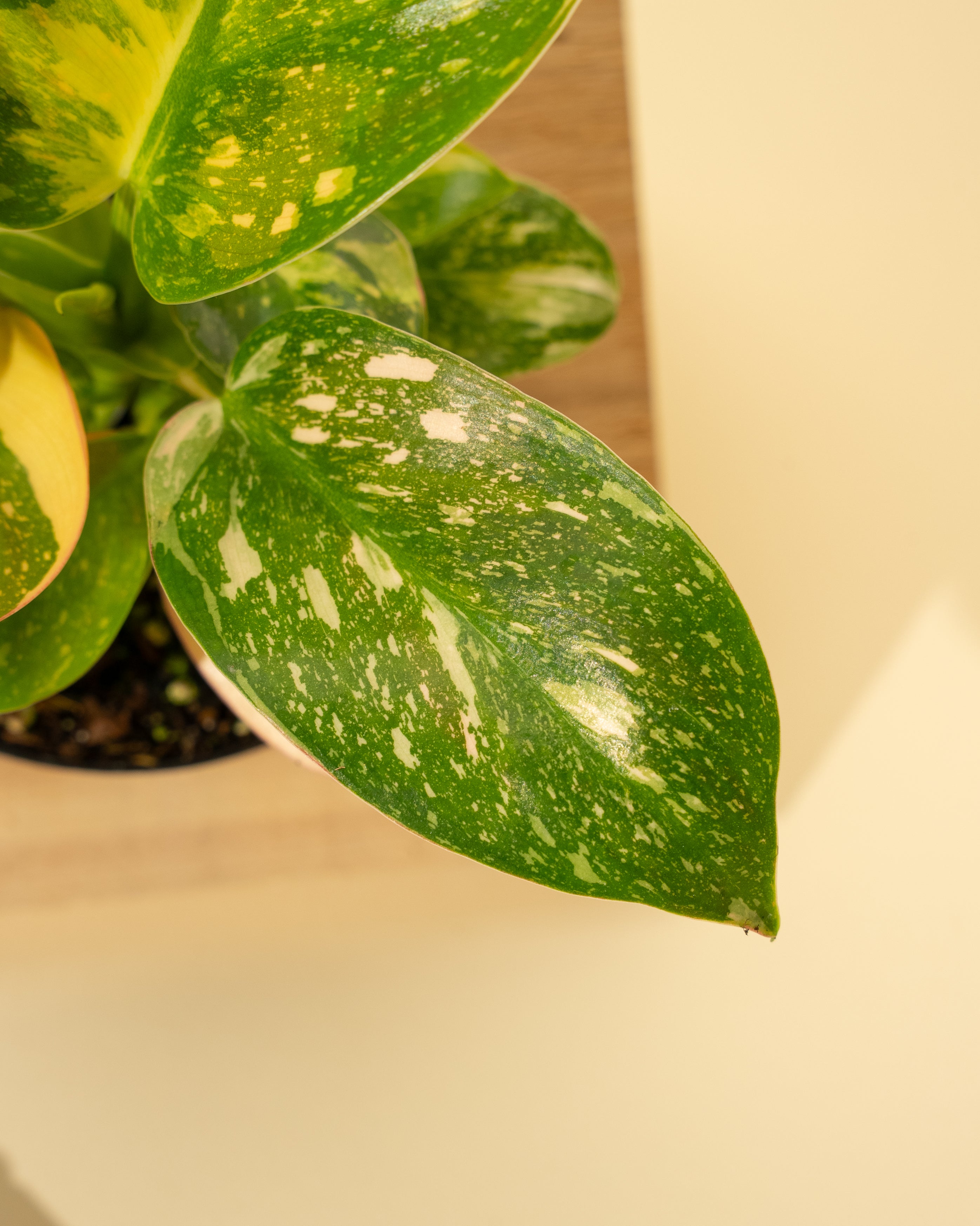copper philodendron 4" Variegated Philodendron Green Congo 'Copper Flame'