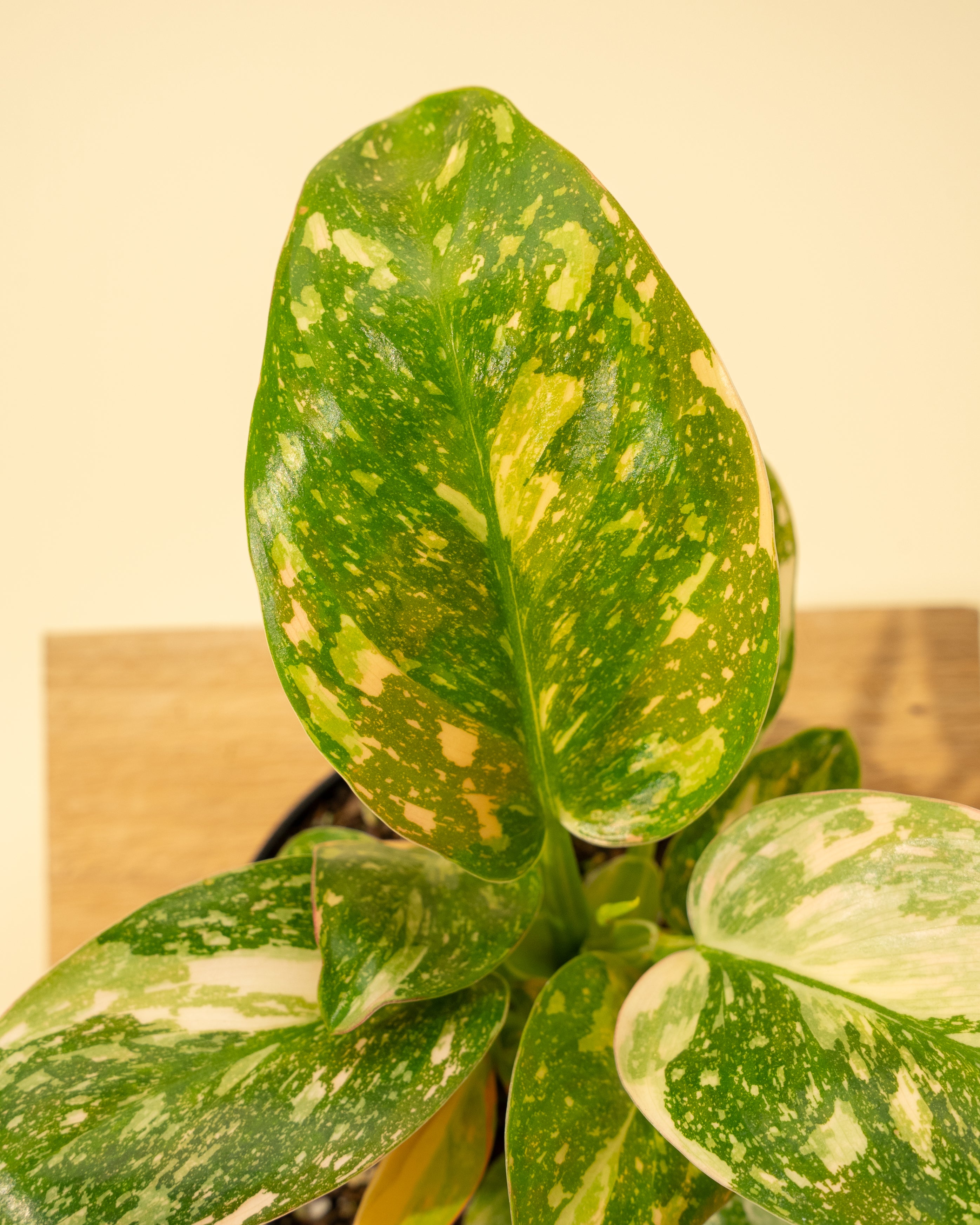 green congo nuclear philodendron 4" Variegated Philodendron Green Congo 'Copper Flame'
