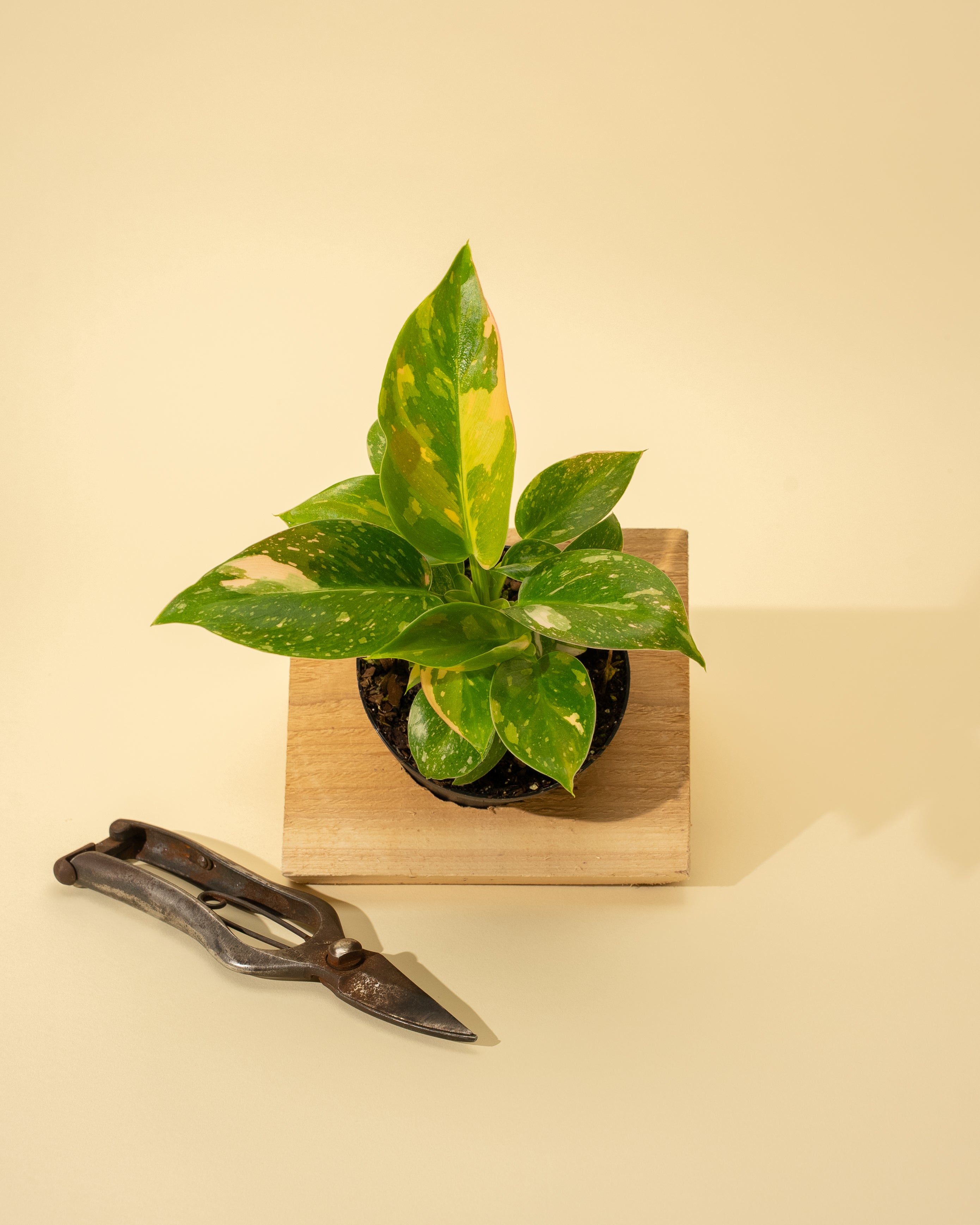 philodendron green plant 4" Variegated Philodendron Green Congo 'Copper Flame'