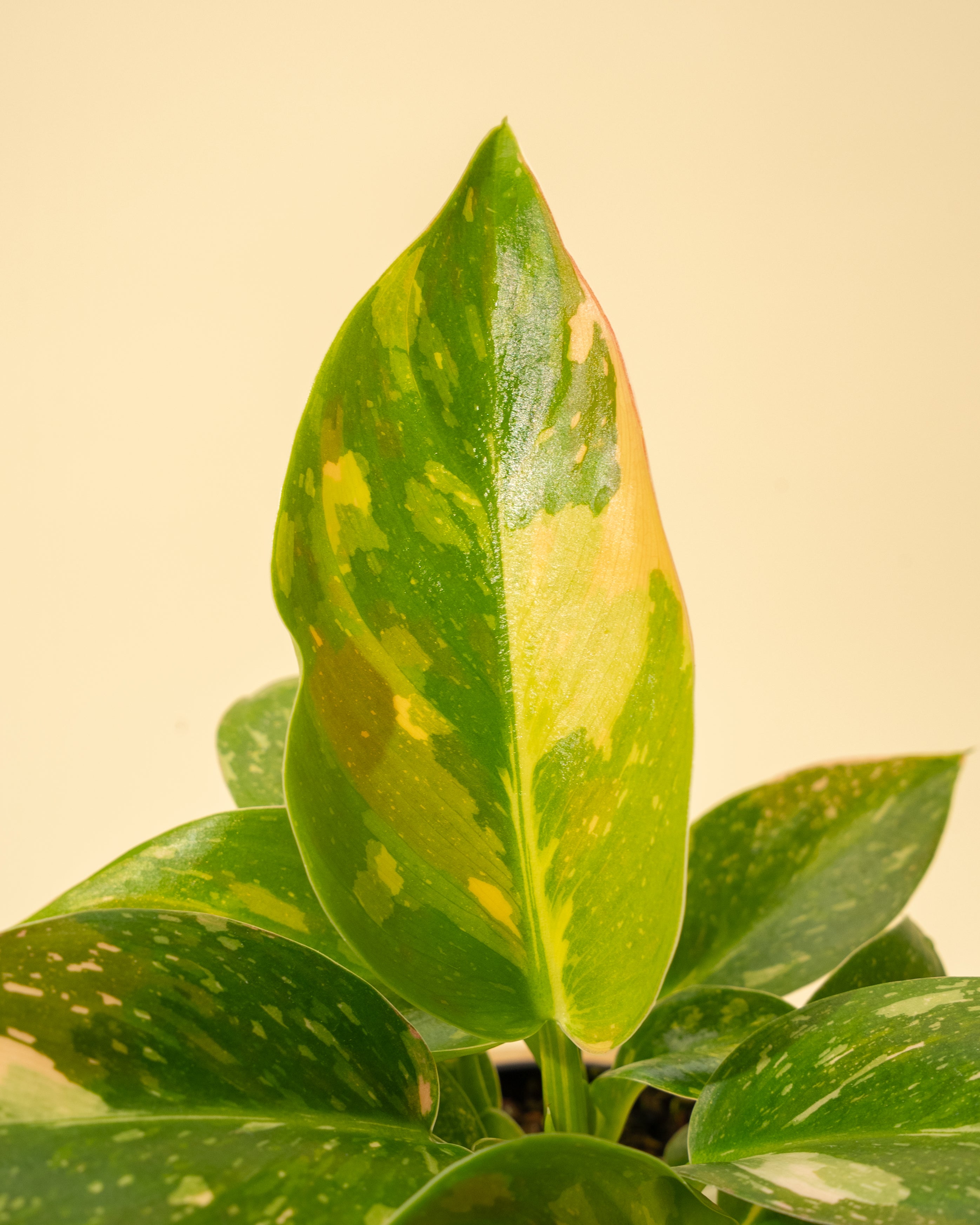copper philodendron 4" Variegated Philodendron Green Congo 'Copper Flame'