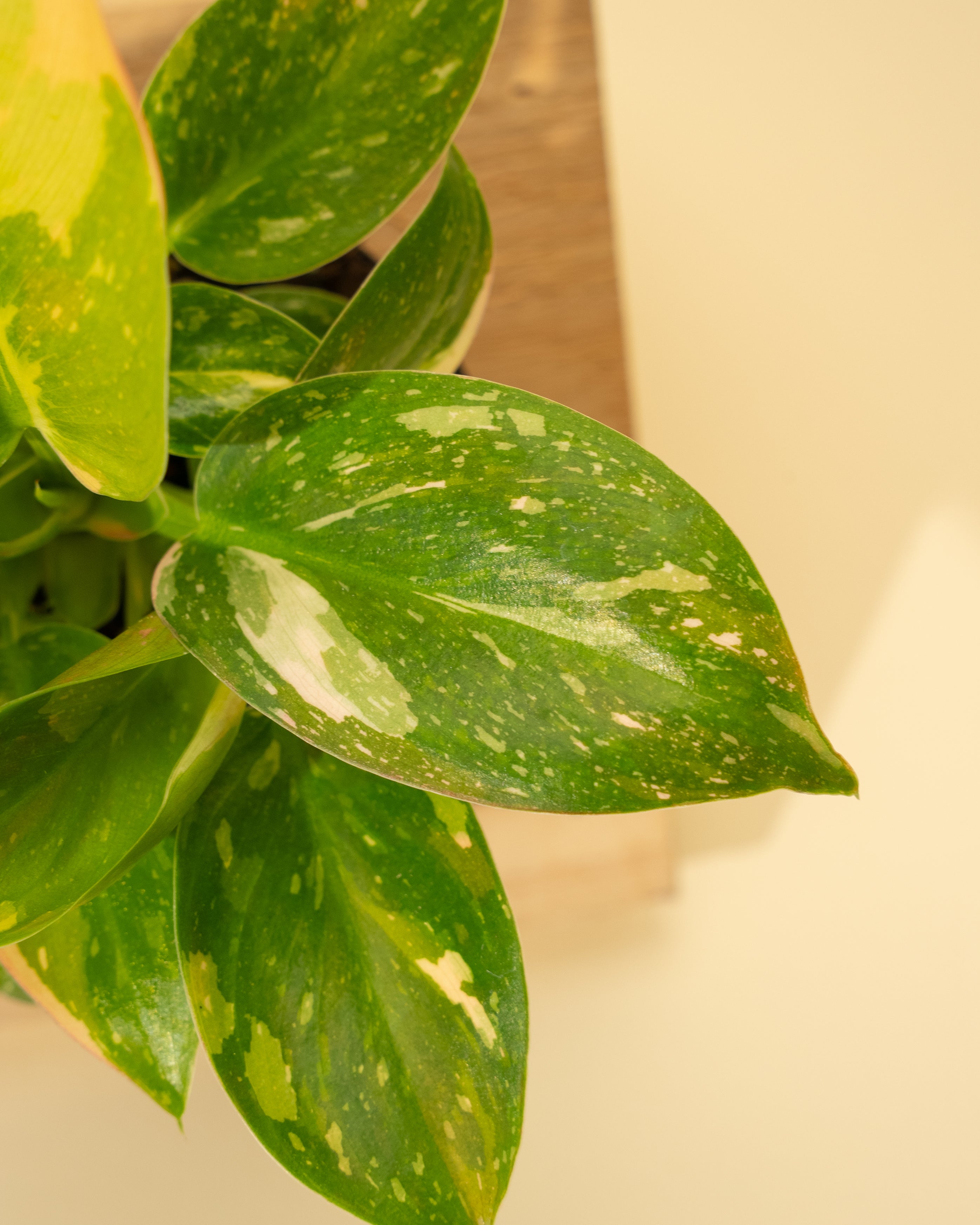philodendron flame 4" Variegated Philodendron Green Congo 'Copper Flame'
