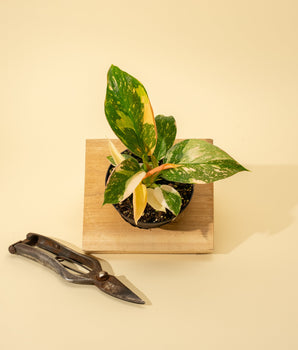 A variegated Philodendron Green Congo 'Copper Flame' plant with large, paddle-shaped leaves, placed in a pot on a wooden surface, with a pair of pruning shears beside it.