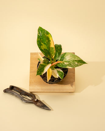 A variegated Philodendron Green Congo 'Copper Flame' plant with large, paddle-shaped leaves, placed in a pot on a wooden surface, with a pair of pruning shears beside it.
