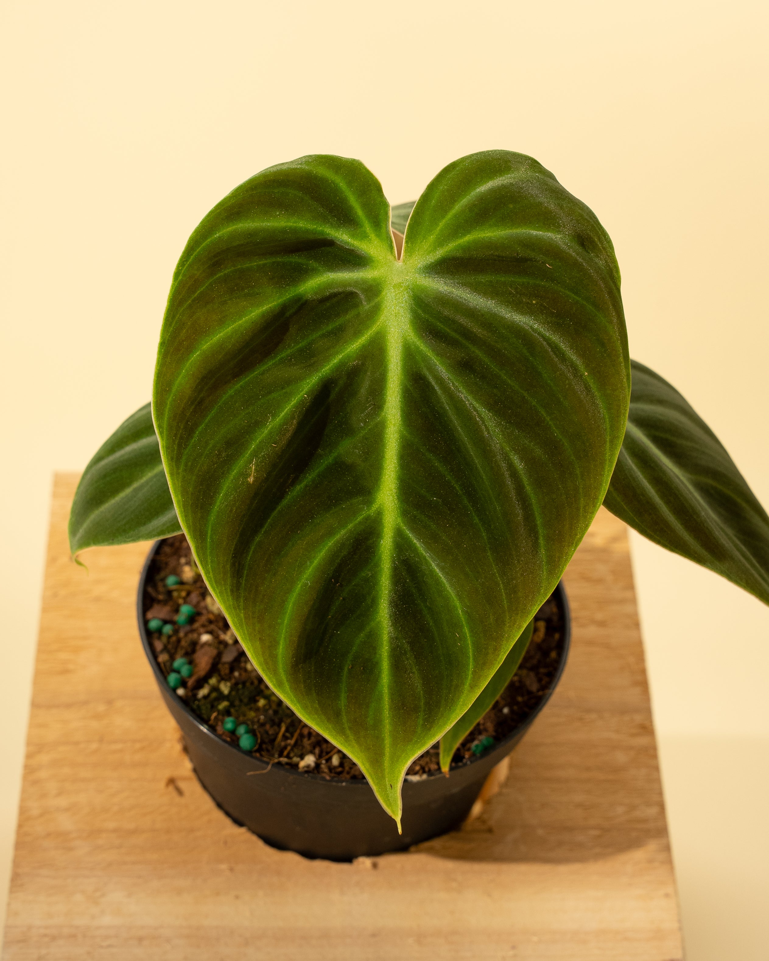 philodendron chocolate chip 4" Philodendron 'El Choco Red' – BWH Plant Co