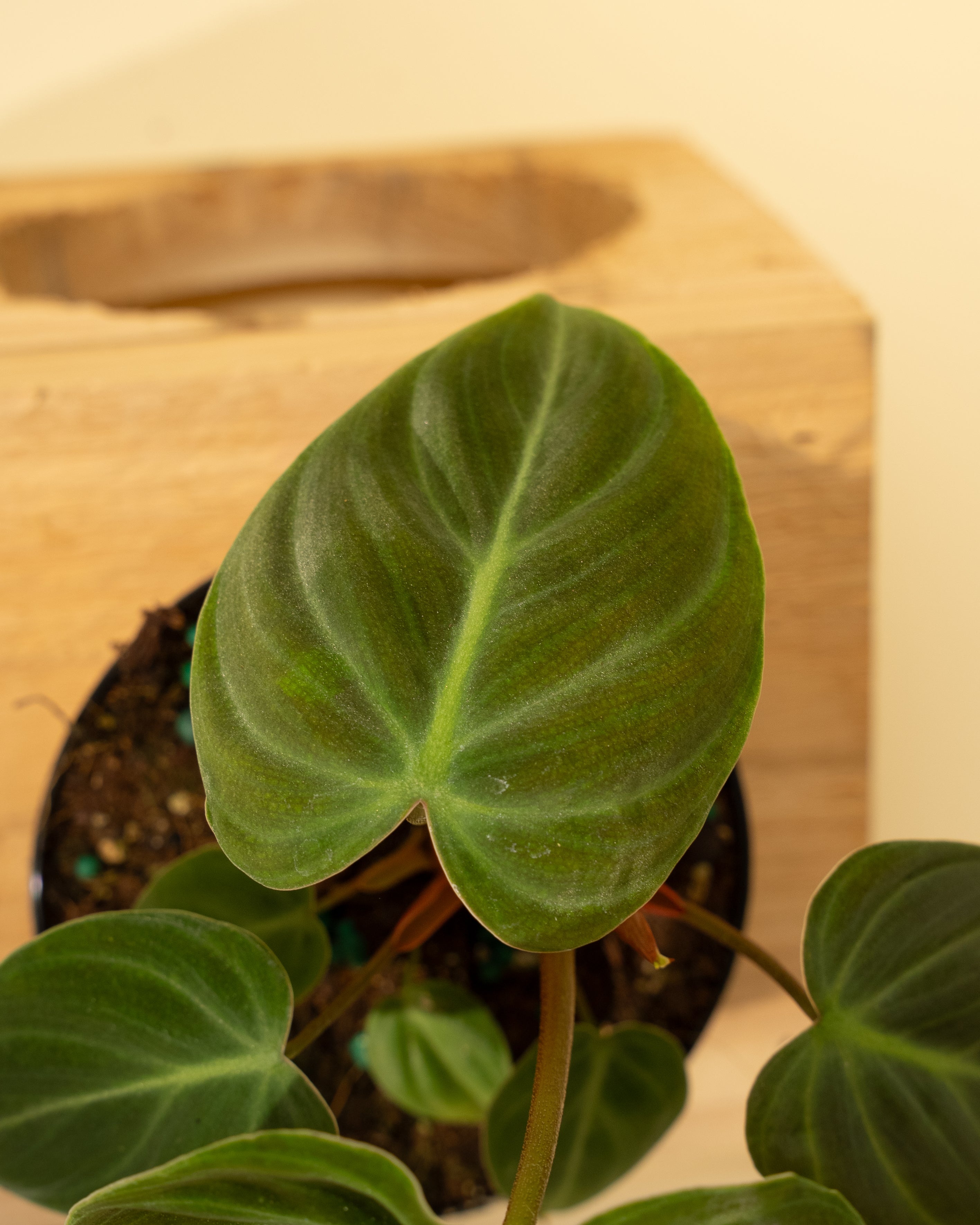 el choco red philodendron care 4" Philodendron 'El Choco Red' – BWH Plant Co