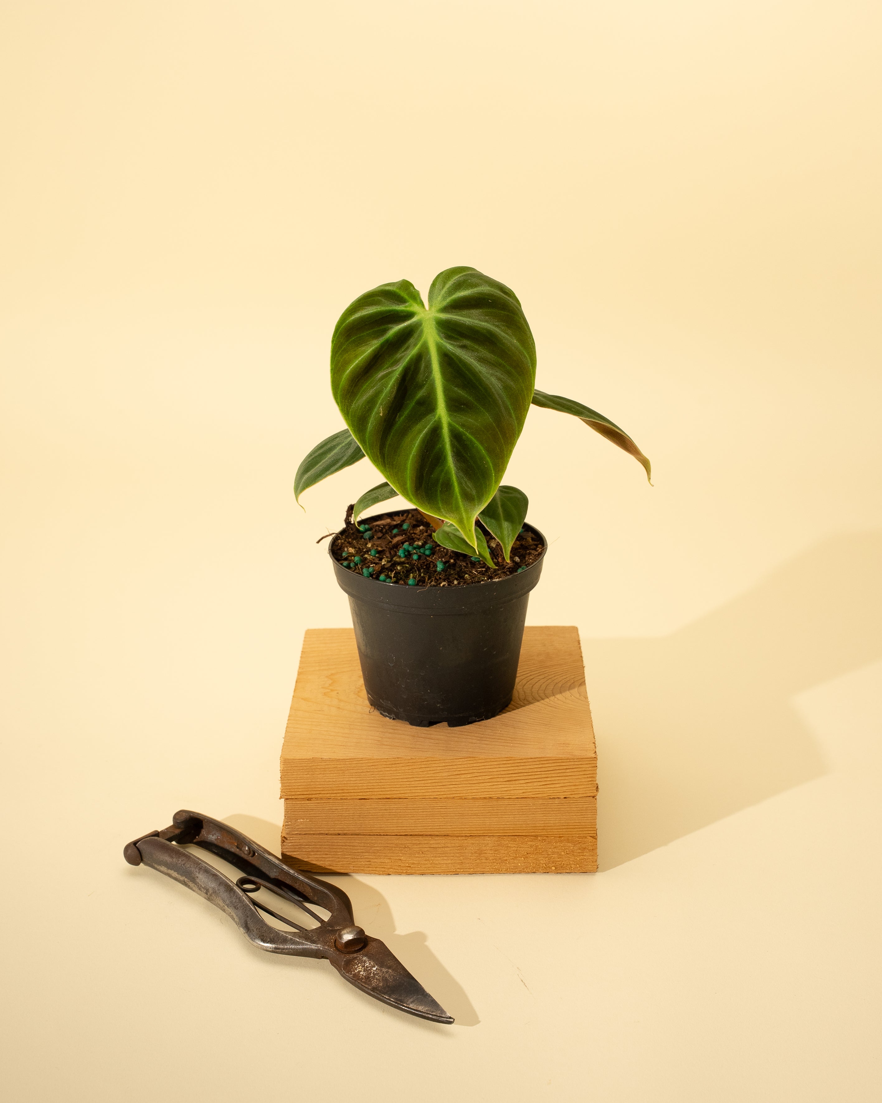 philodendron eudoxia 4" Philodendron 'El Choco Red'