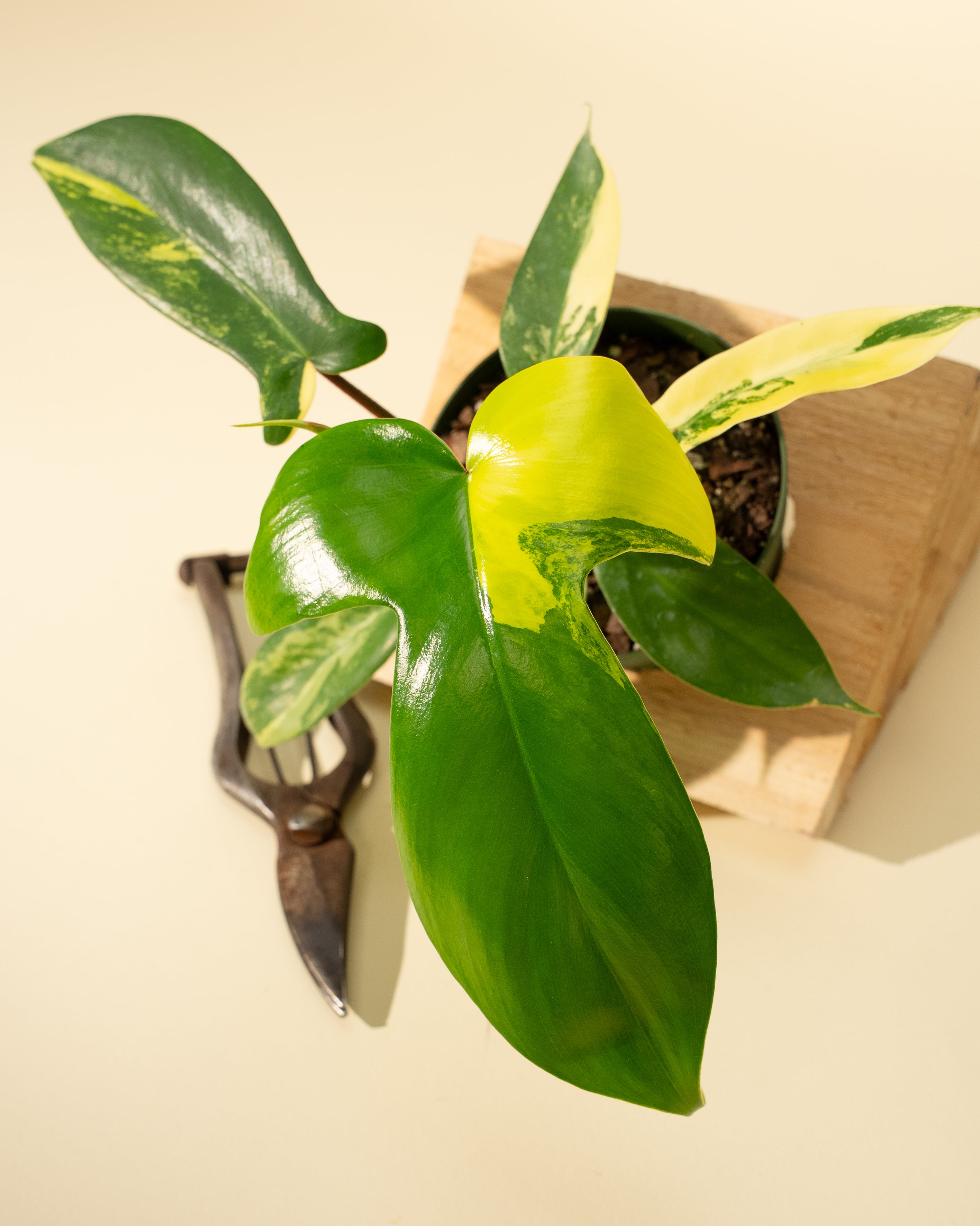 daybreak philodendron 4" Philodendron Florida Beauty 'Sunrise'