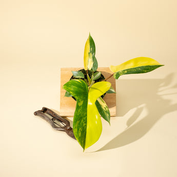 A young Philodendron Florida Beauty 'Sunrise' plant with variegated leaves in shades of green, cream, and yellow, placed on a wooden surface with a pair of gardening shears beside it.