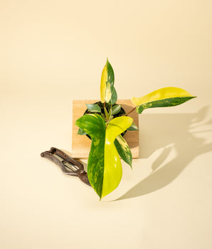 A young Philodendron Florida Beauty 'Sunrise' plant with variegated leaves in shades of green, cream, and yellow, placed on a wooden surface with a pair of gardening shears beside it.