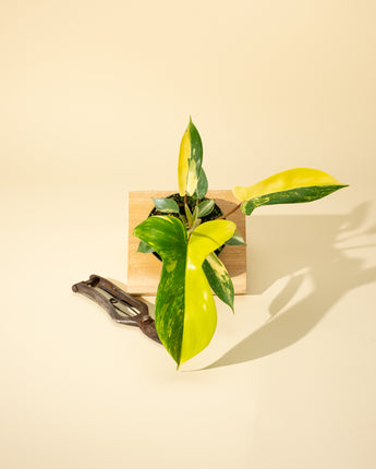 A young Philodendron Florida Beauty 'Sunrise' plant with variegated leaves in shades of green, cream, and yellow, placed on a wooden surface with a pair of gardening shears beside it.