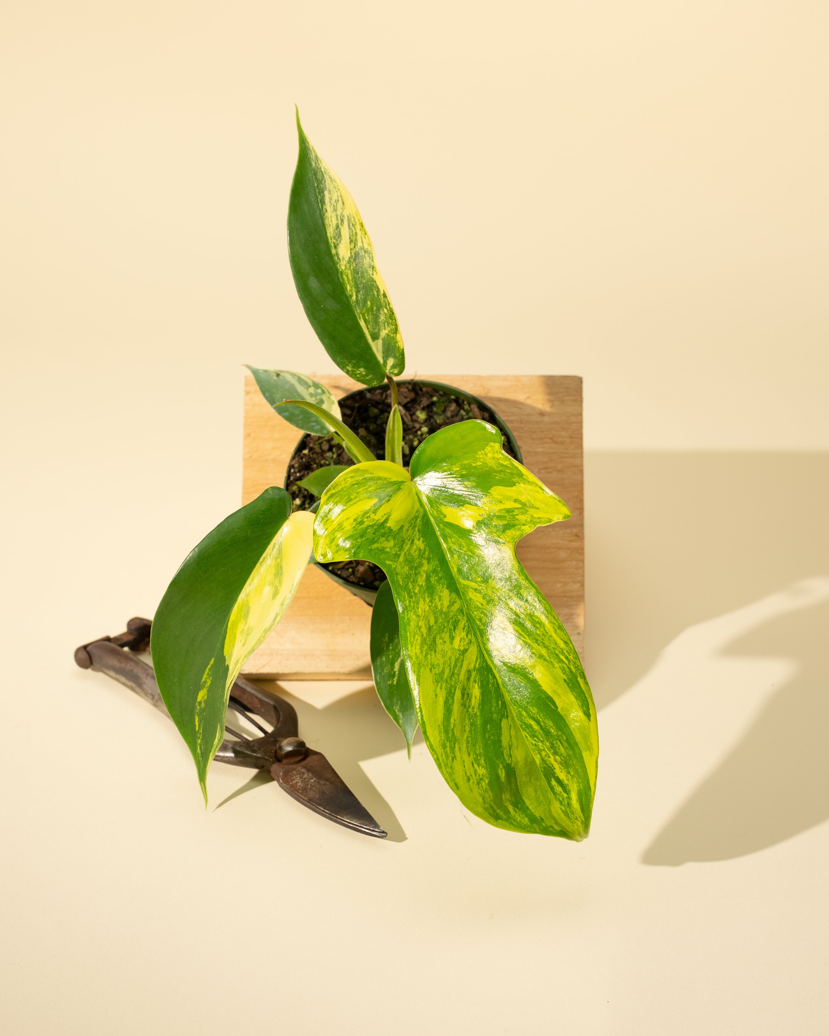 little florida philodendron 4" Philodendron Florida Beauty 'Sunrise'