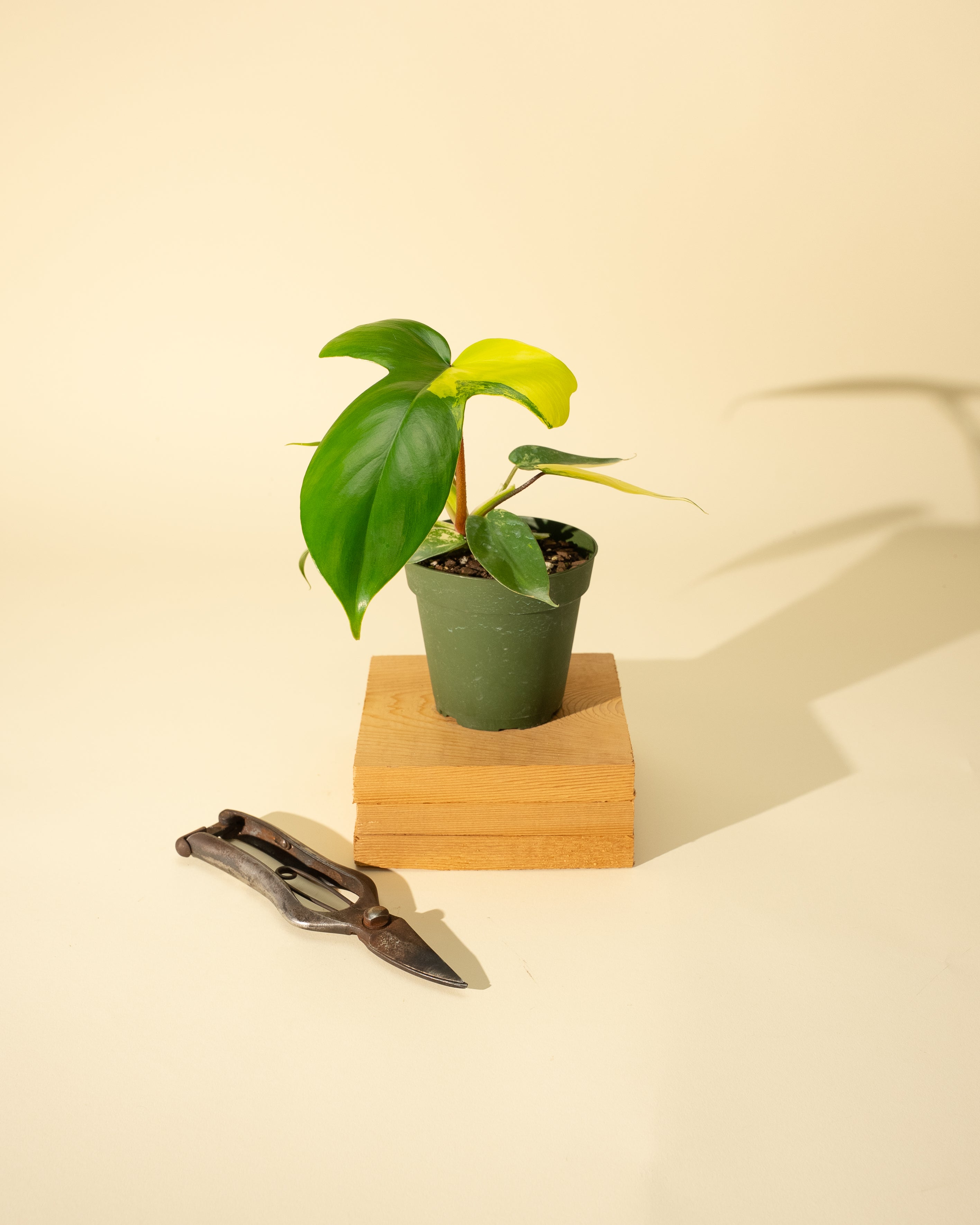 philodendron black beauty 4" Philodendron Florida Beauty 'Sunrise' – BWH Plant Co