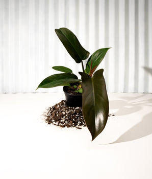 4" Philodendron 'Florida Bronze'
