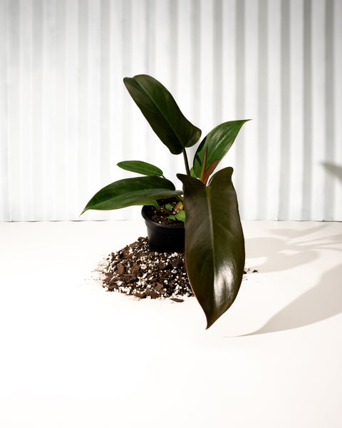 bronze serrated leaf climbing philodendron 4" Philodendron 'Florida Bronze' – BWH Plant Co