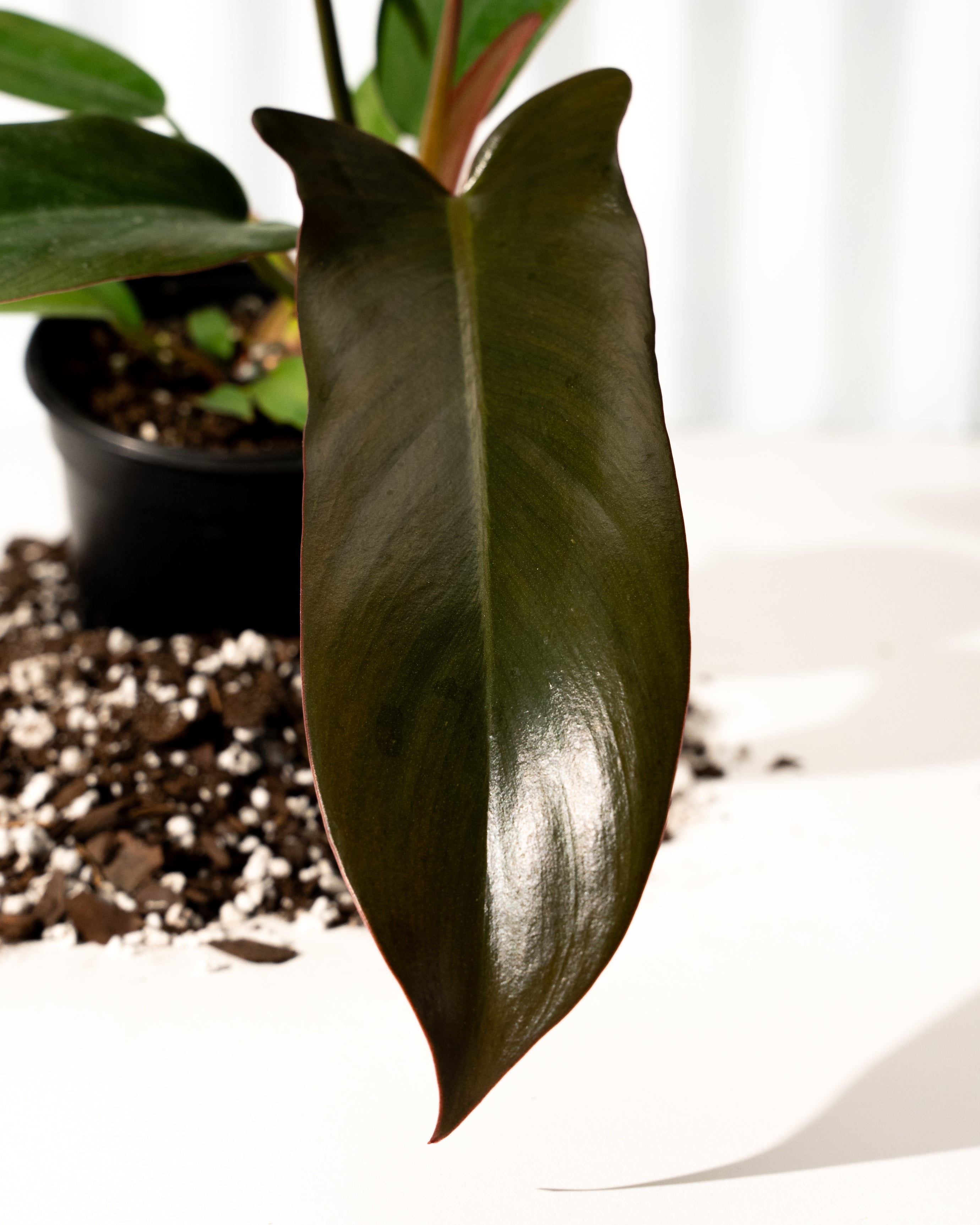 bronze serrated leaf climbing philodendron 4" Philodendron 'Florida Bronze' – BWH Plant Co