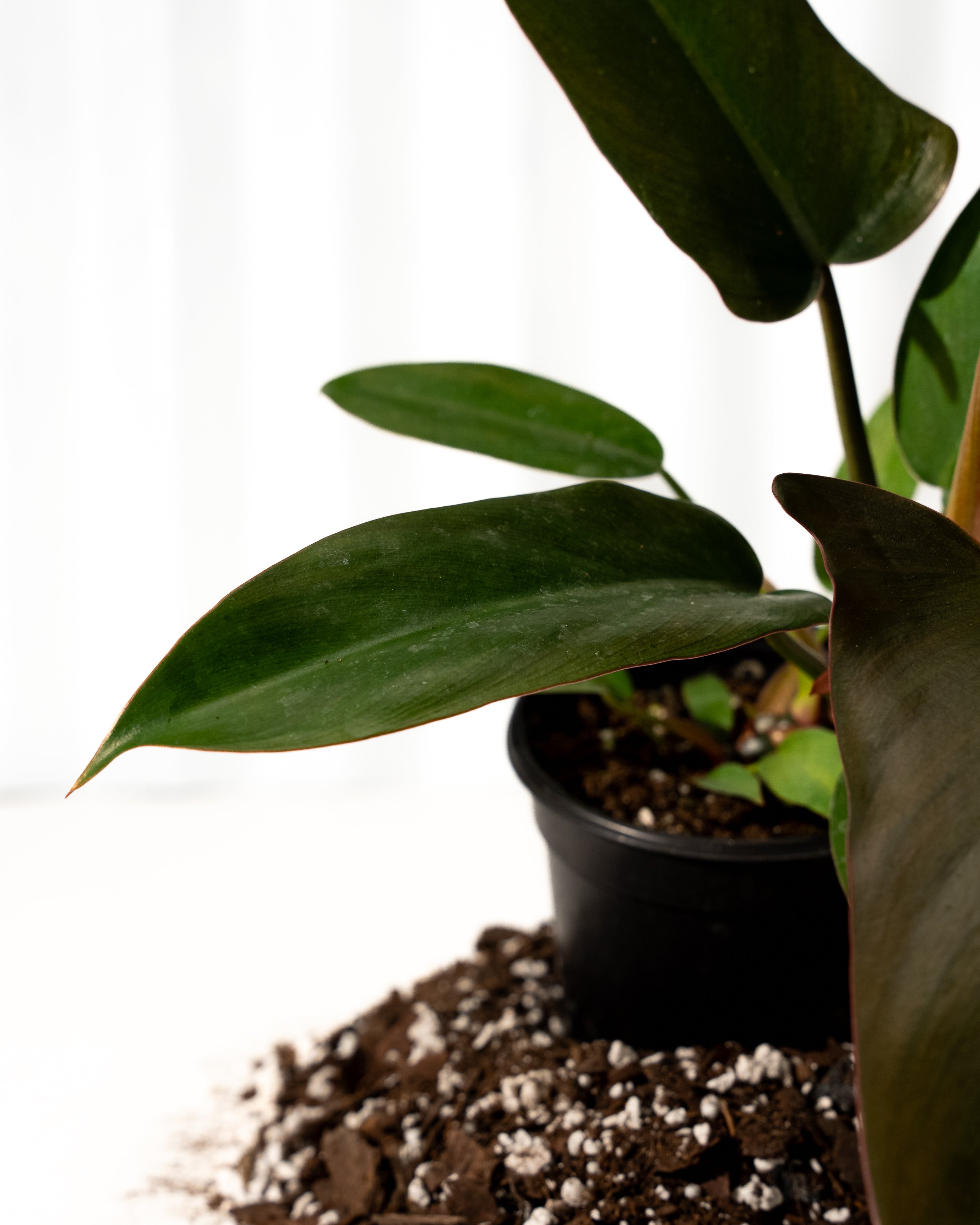 bronze serrated leaf climbing philodendron 4" Philodendron 'Florida Bronze' – BWH Plant Co