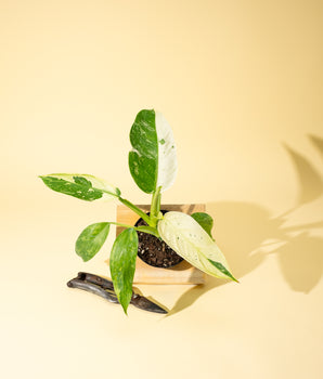 4" Philodendron 'Jose Buono Fiesta'