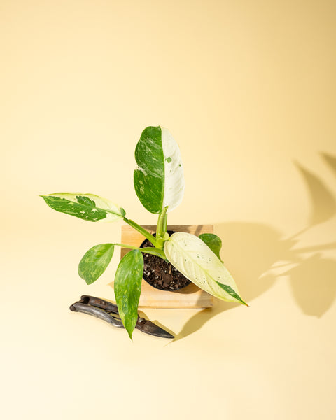 belize philodendron smoking Philodendron Jose Buono Variegated – 4.5" Potted Rare Indoor Plant | Stunning Variegated Foliage | Easy-Care Houseplant