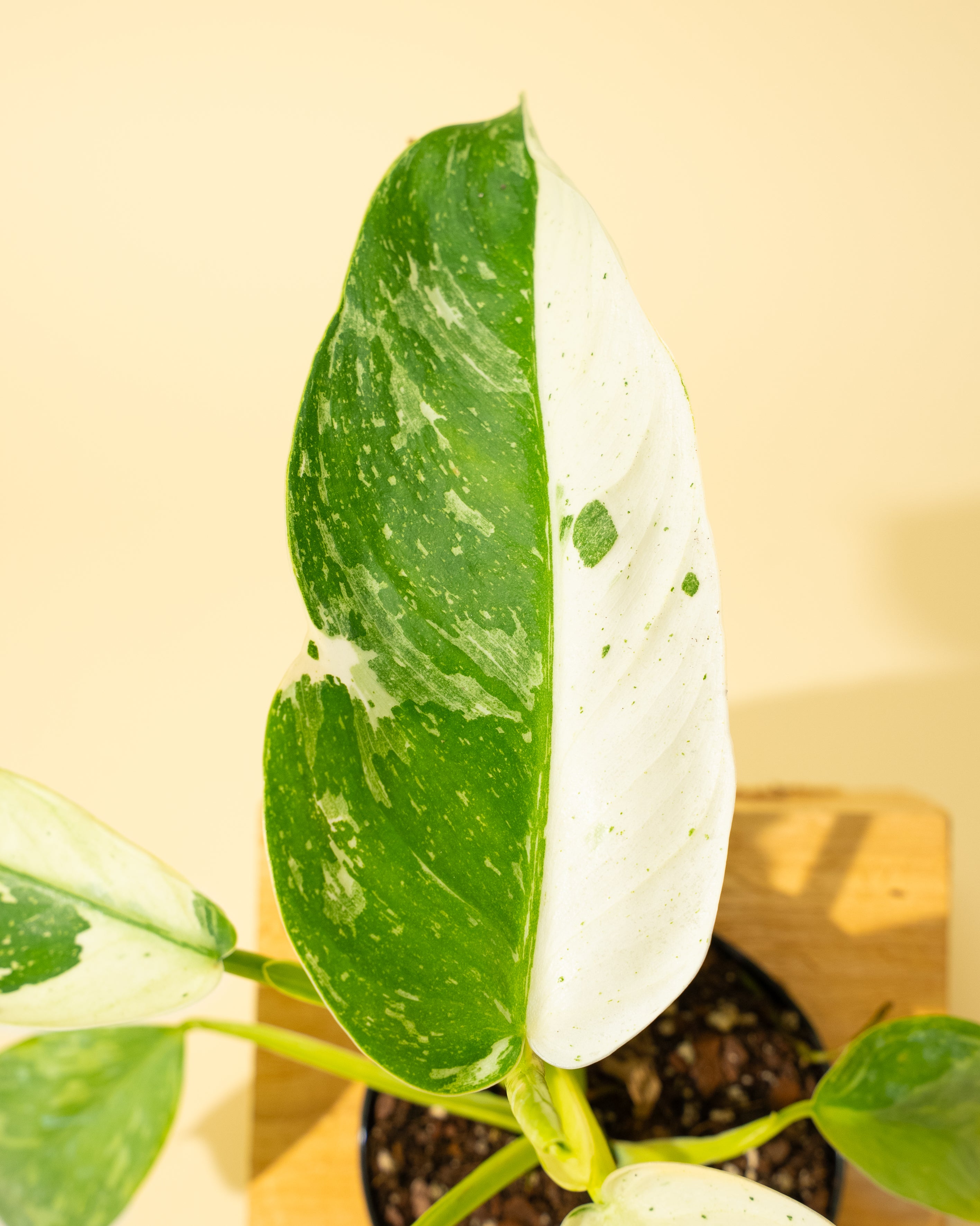 philodendron el guapo Philodendron Jose Buono Variegated – 4.5" Potted Rare Indoor Plant | Stunning Variegated Foliage | Easy-Care Houseplant