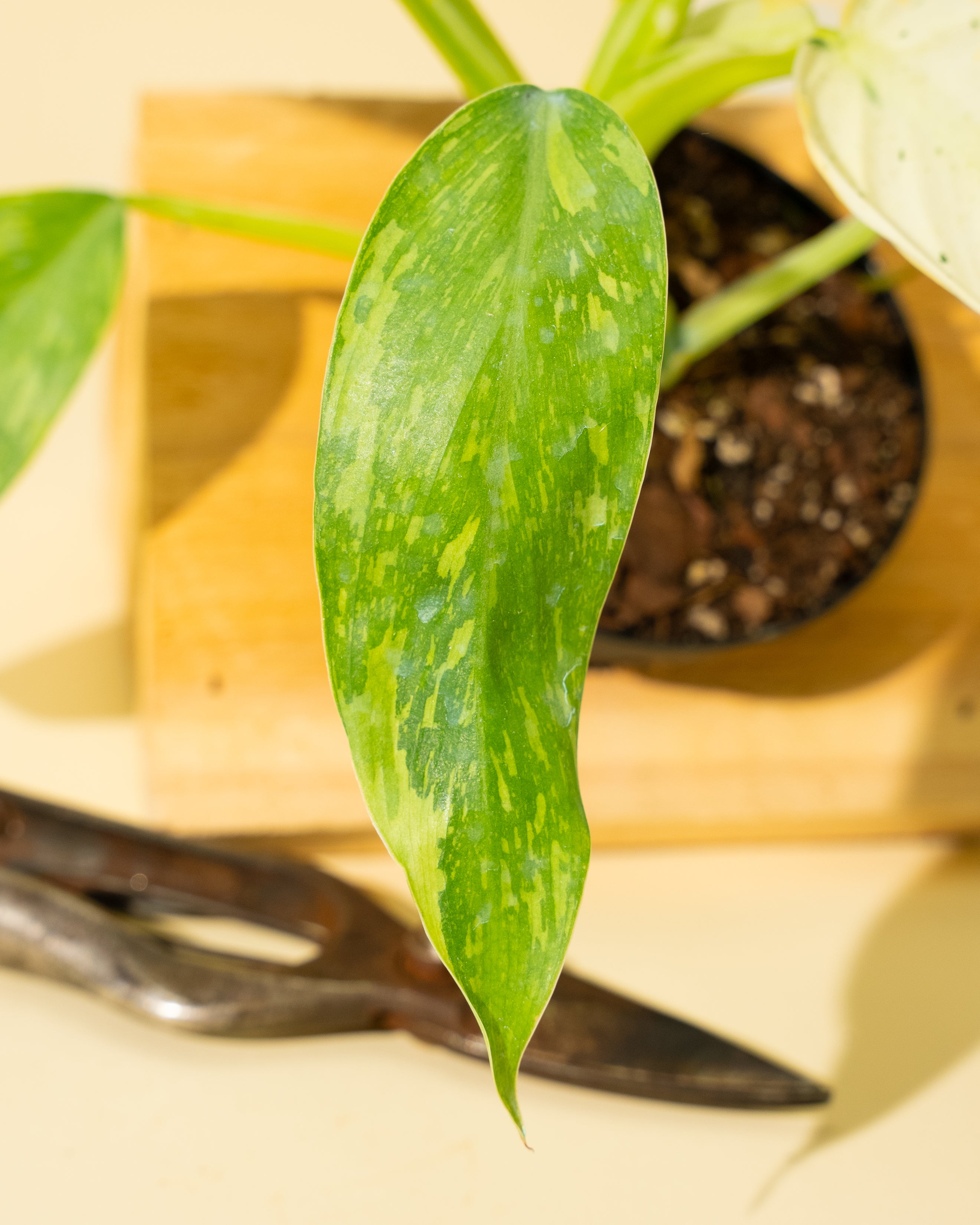 philodendron jose buono fiesta Philodendron Jose Buono Variegated – 4.5" Potted Rare Indoor Plant | Stunning Variegated Foliage | Easy-Care Houseplant