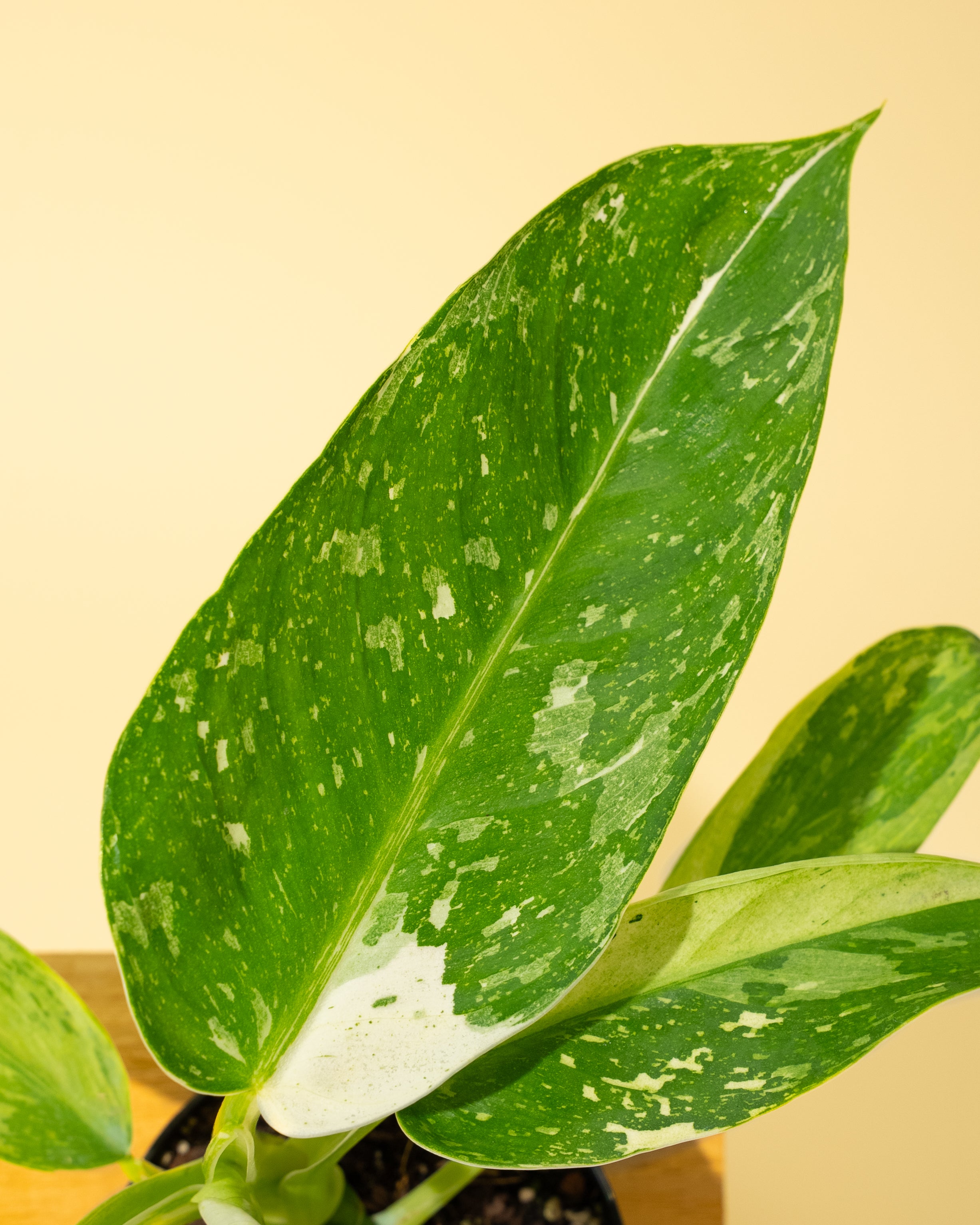 philodendron jose buono fiesta Philodendron Jose Buono Variegated – 4.5" Potted Rare Indoor Plant | Stunning Variegated Foliage | Easy-Care Houseplant