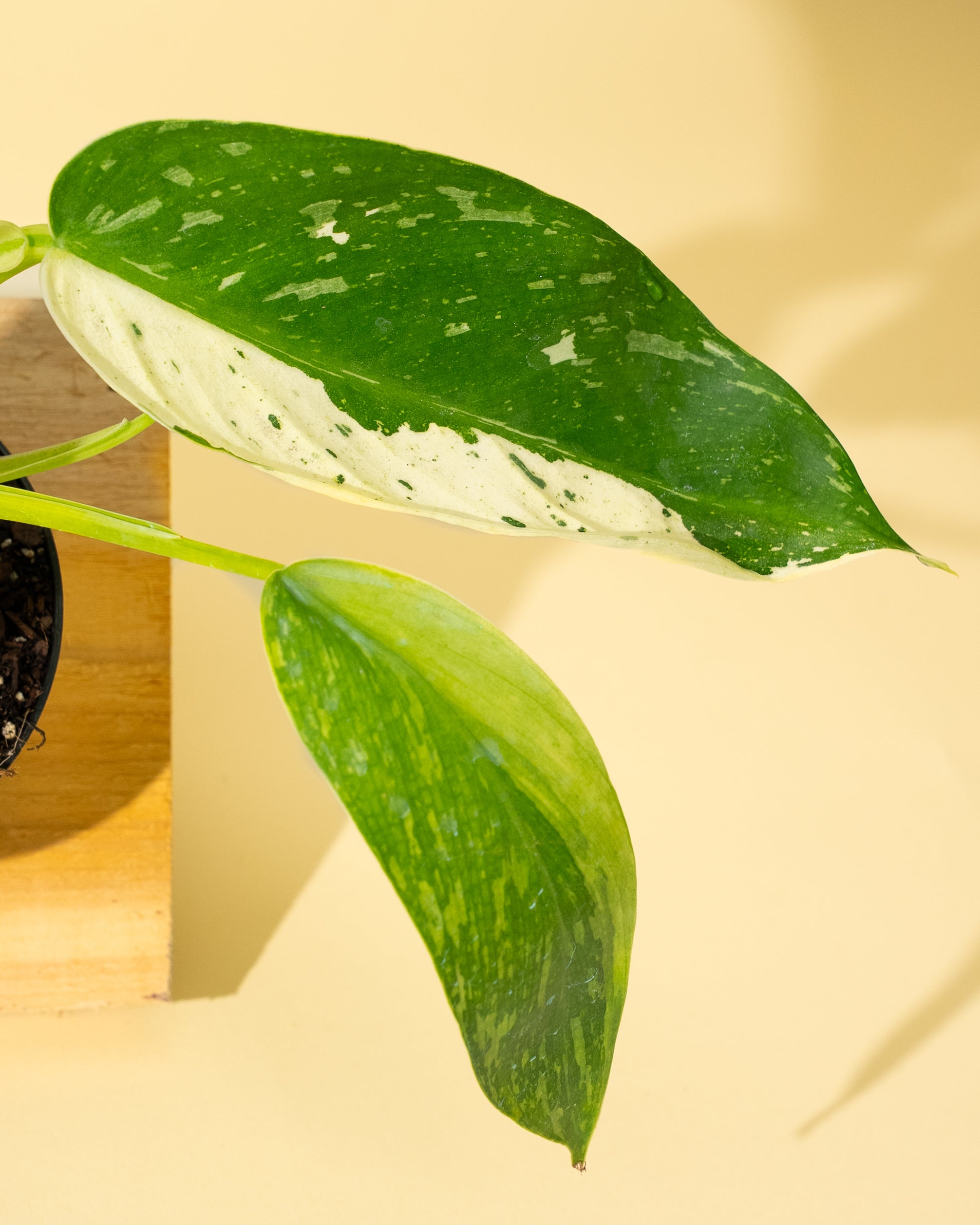 efn philodendron Philodendron Jose Buono Variegated – 4.5" Potted Rare Indoor Plant | Stunning Variegated Foliage | Easy-Care Houseplant