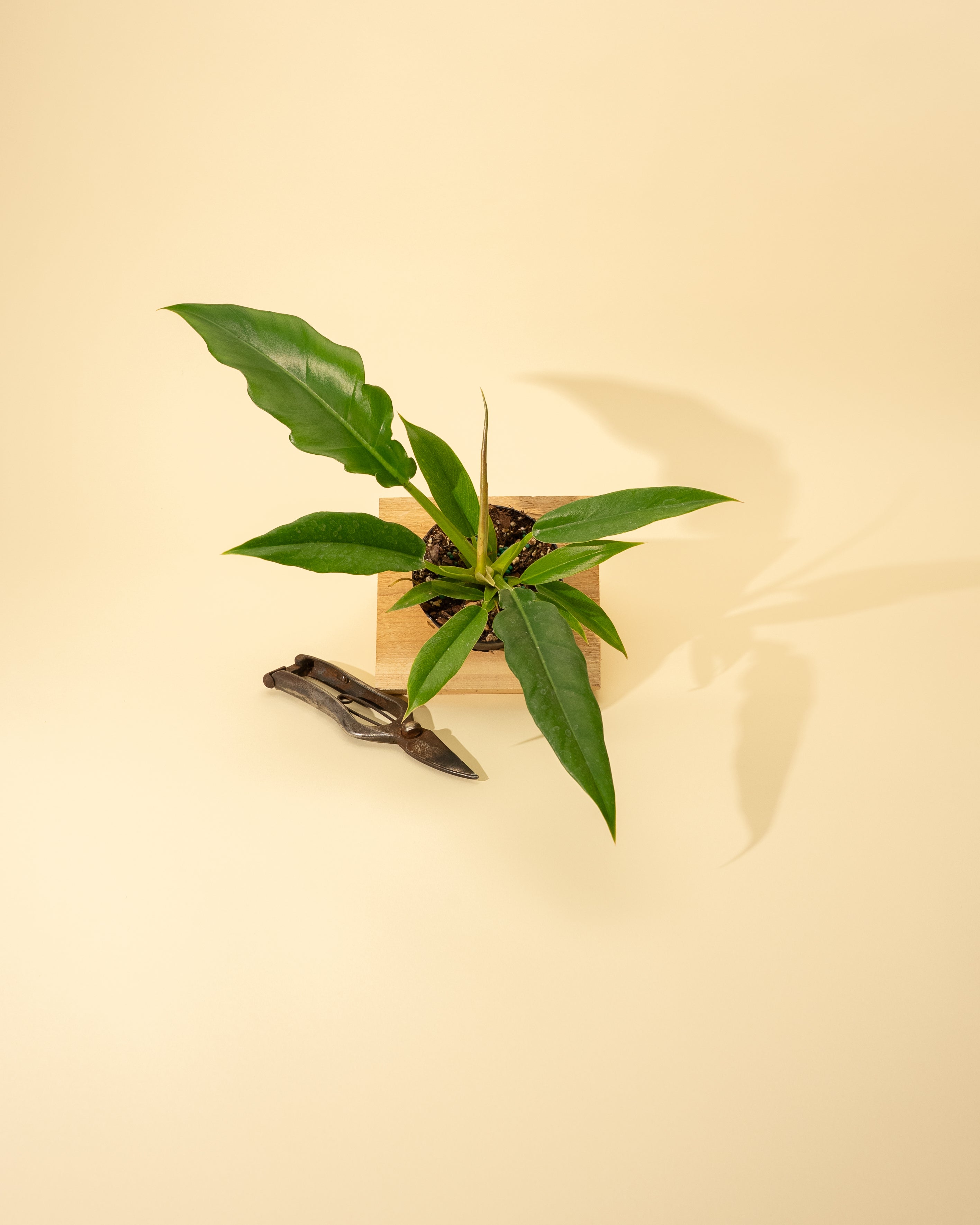 jungle boogie philodendron yellow spots 4" Philodendron 'Jungle Boogie' – BWH Plant Co