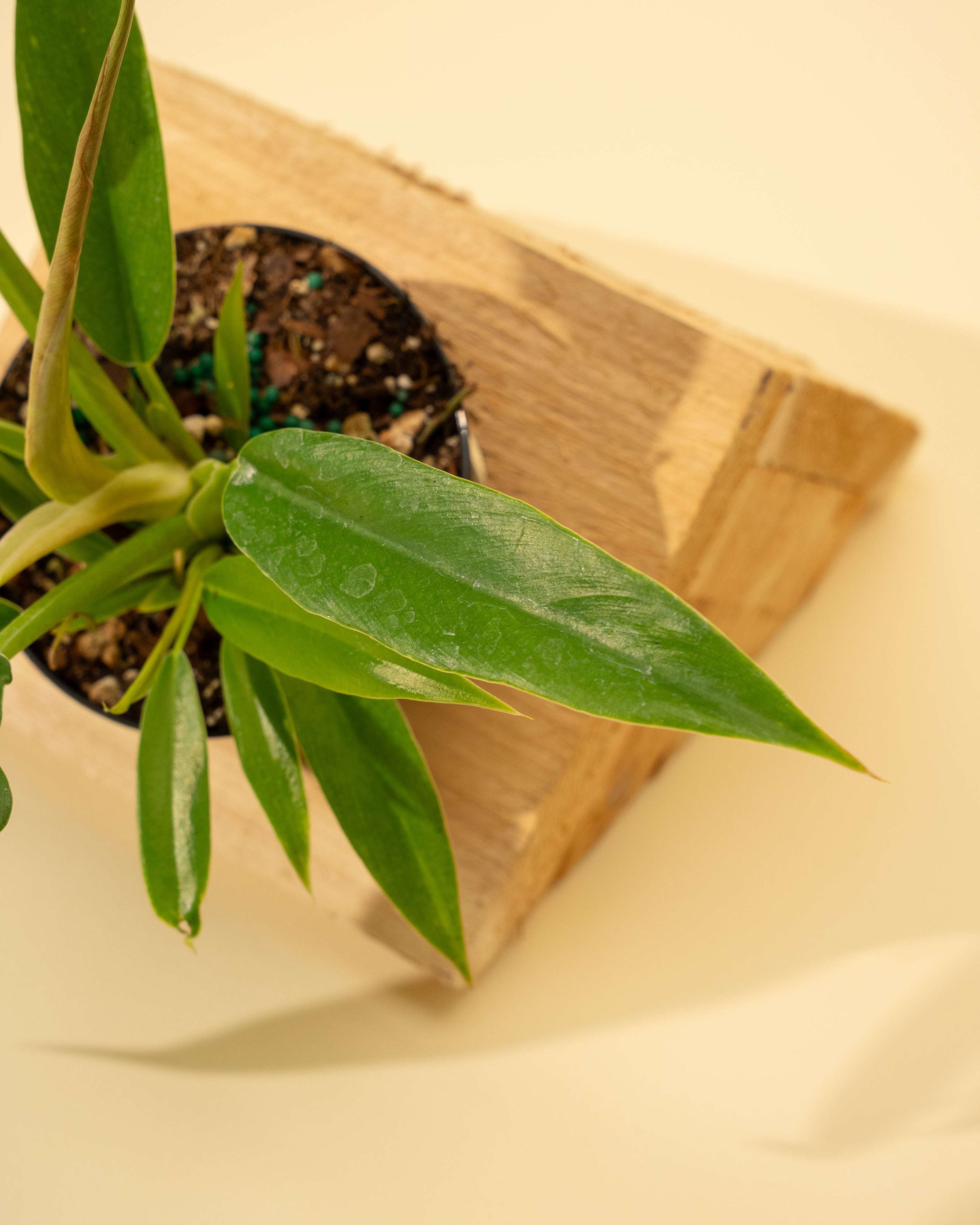 philodendron jungle boogie price 4" Philodendron 'Jungle Boogie'