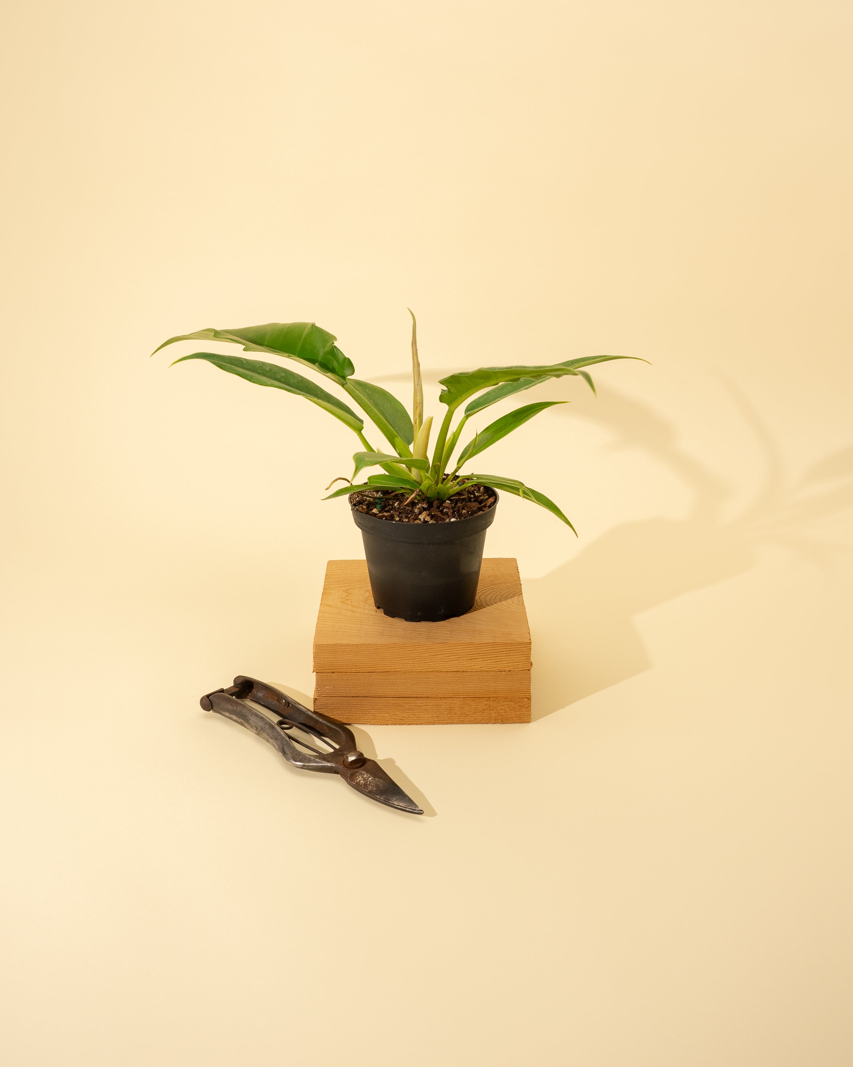 philodendron jungle boogie vs xanadu 4" Philodendron 'Jungle Boogie' – BWH Plant Co