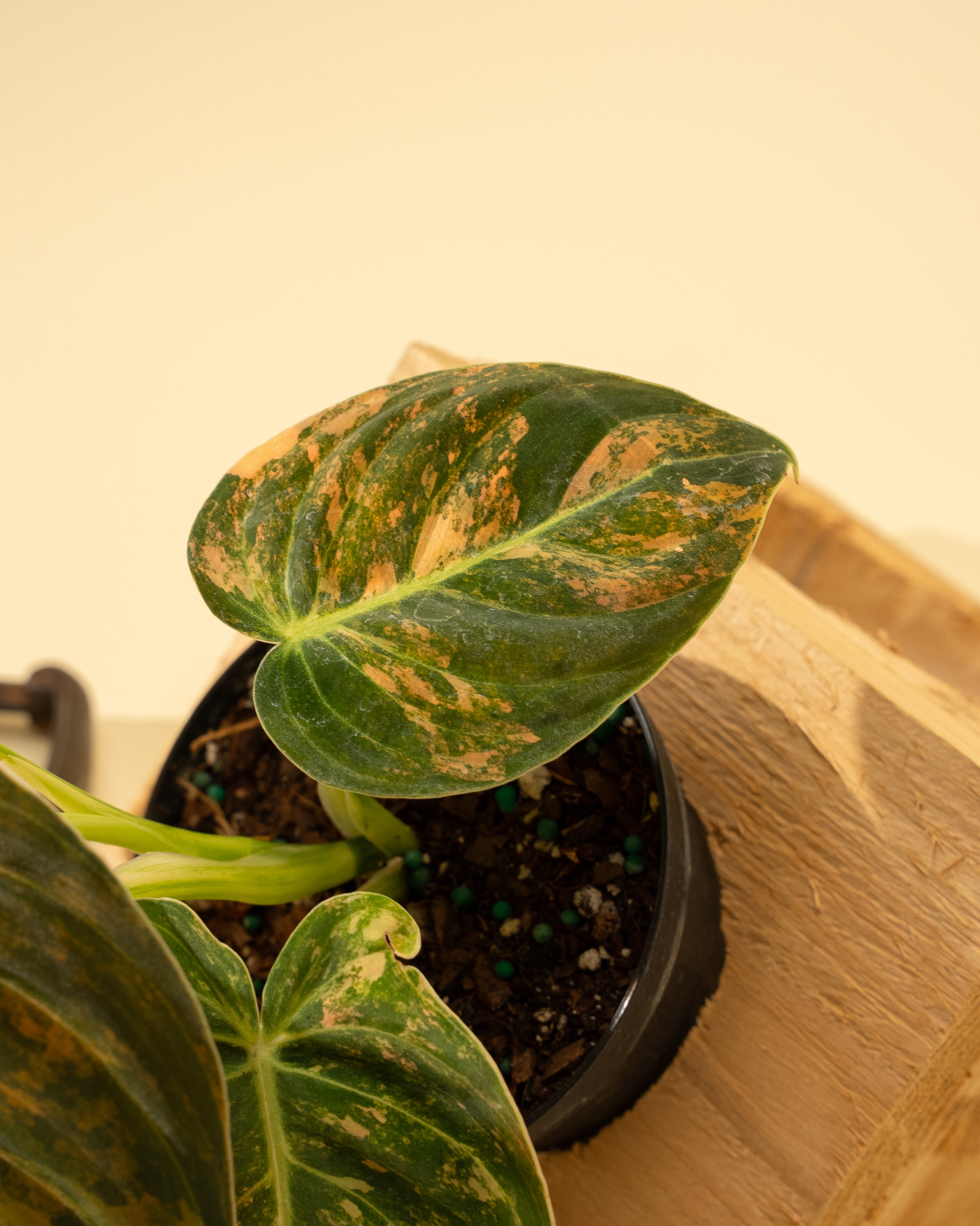 philodendron hederaceum vs melanochrysum 4" Variegated Philodendron Melanochrysum 'Peach Fuzz'