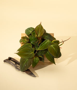 4" Philodendron 'Micans'
