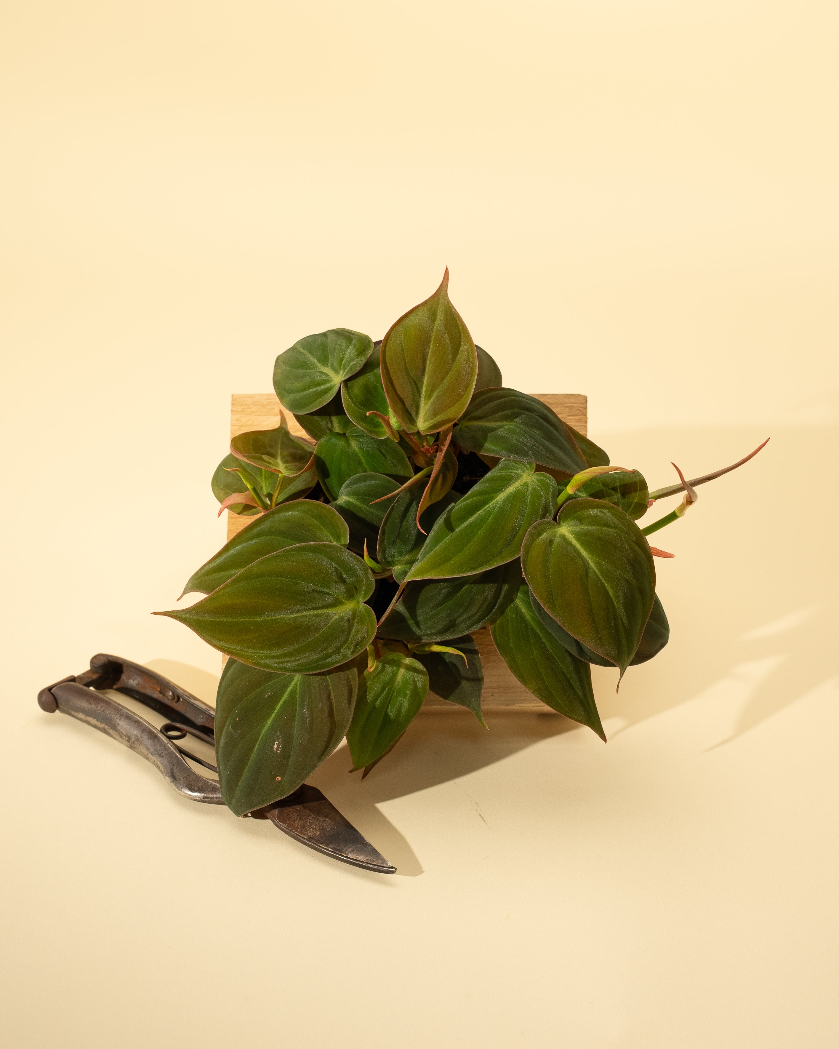 philodendrons micans 4" Philodendron 'Micans' – BWH Plant Co