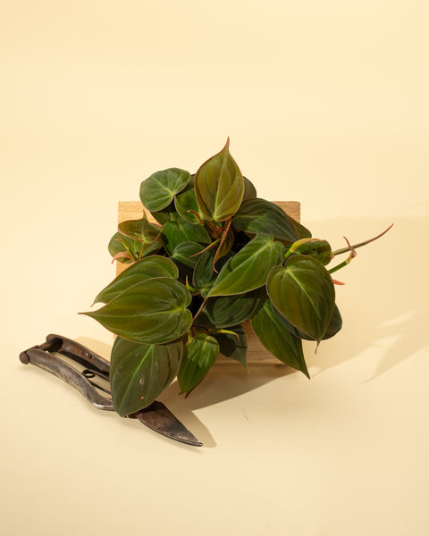 hirts gardens philodendron micans 4" Philodendron 'Micans'
