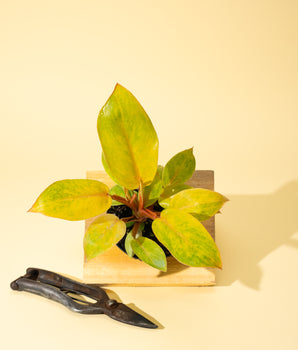 A 4-inch pot of Philodendron 'Painted Lady' plant with green leaves splashed with vibrant yellow variegation, placed on a wooden surface next to a pair of shears.