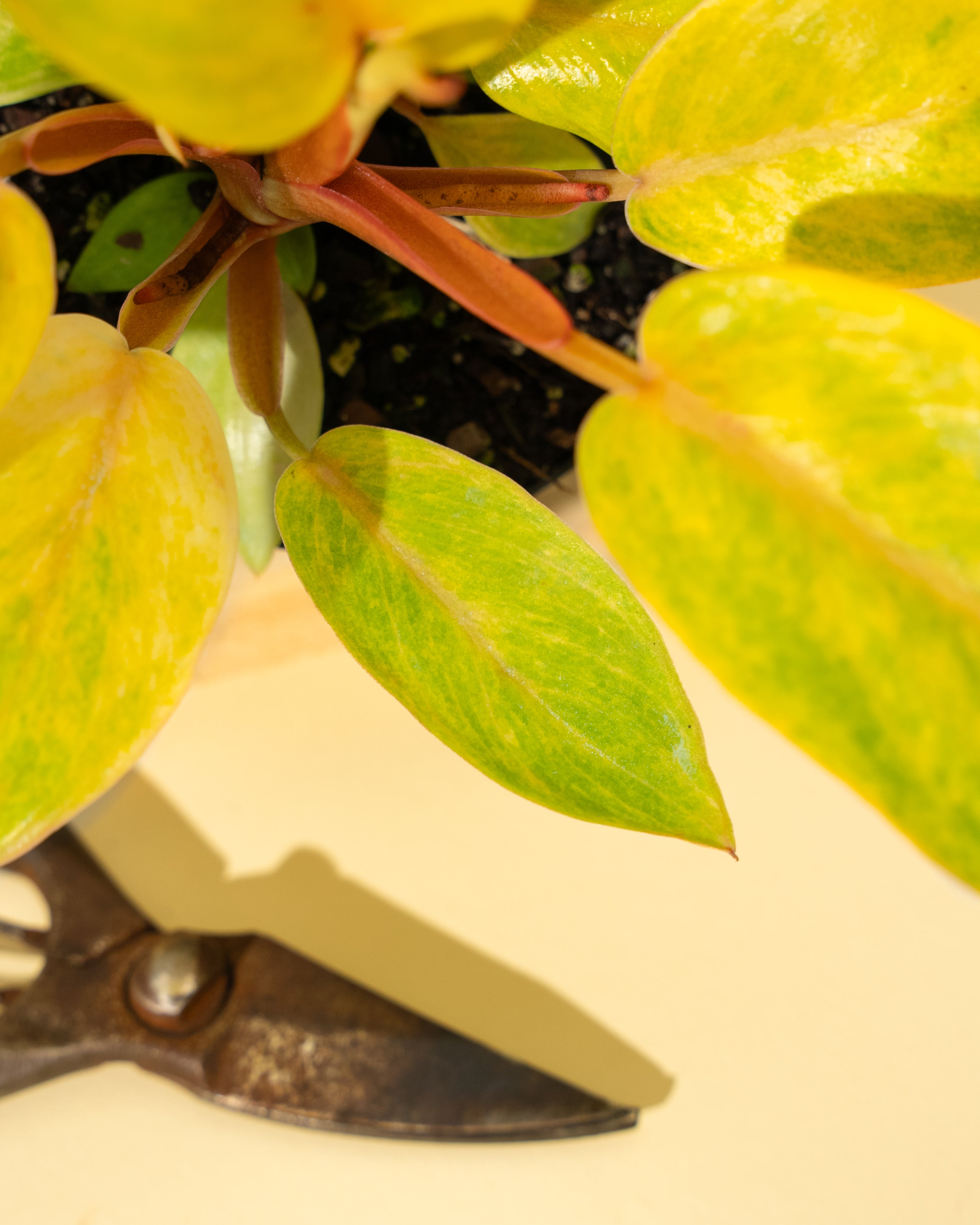 kathleen philodendron 4" Philodendron 'Painted Lady'