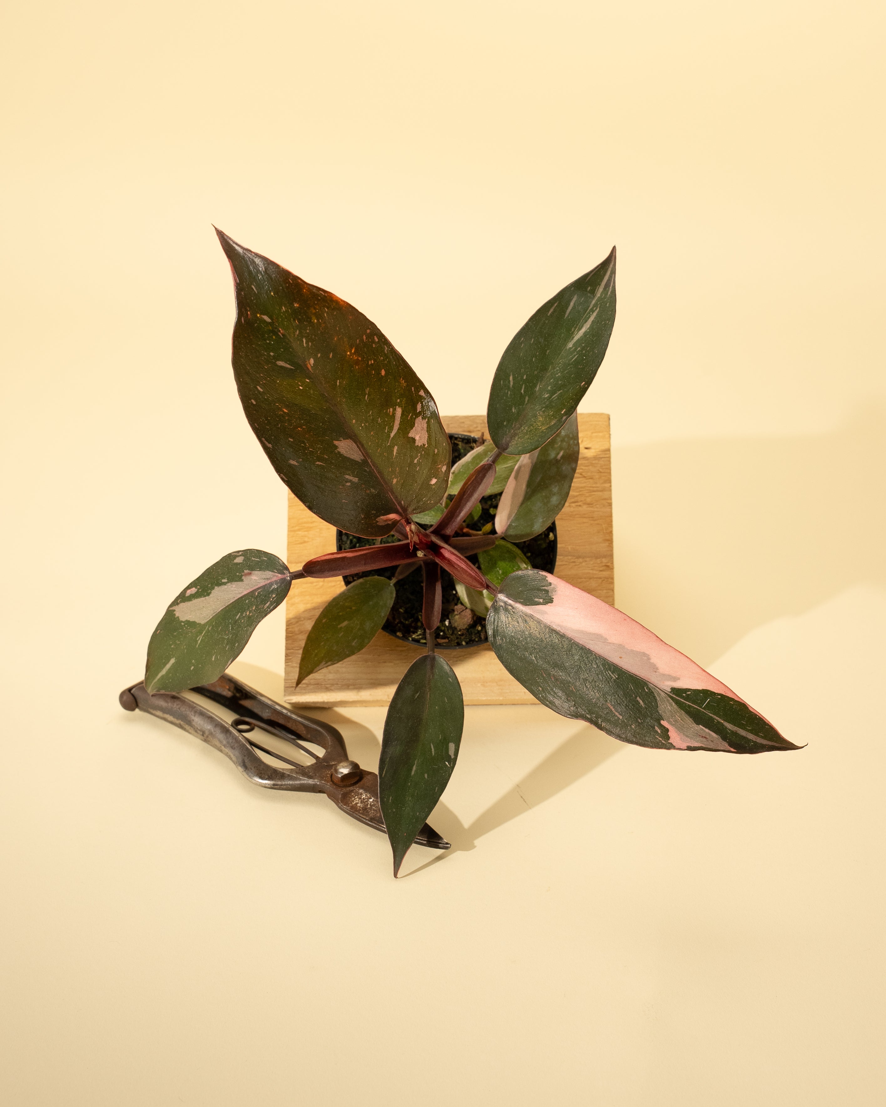 pink princess philodendron seattle Philodendron Pink Princess 4" pot