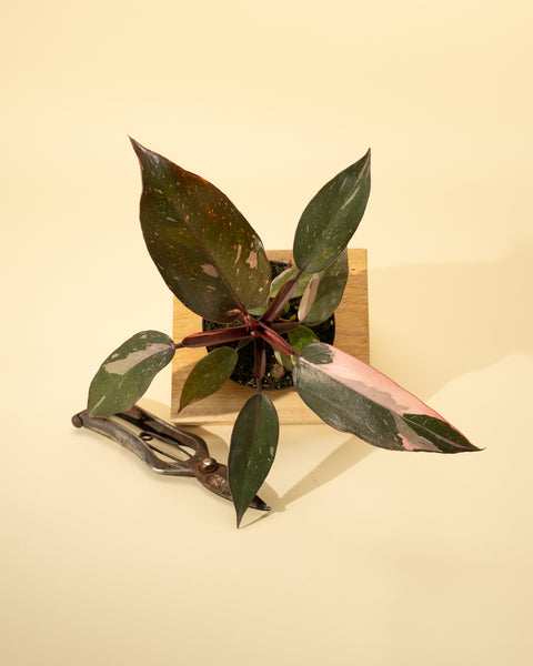 4Philodendron_PinkPrincess-