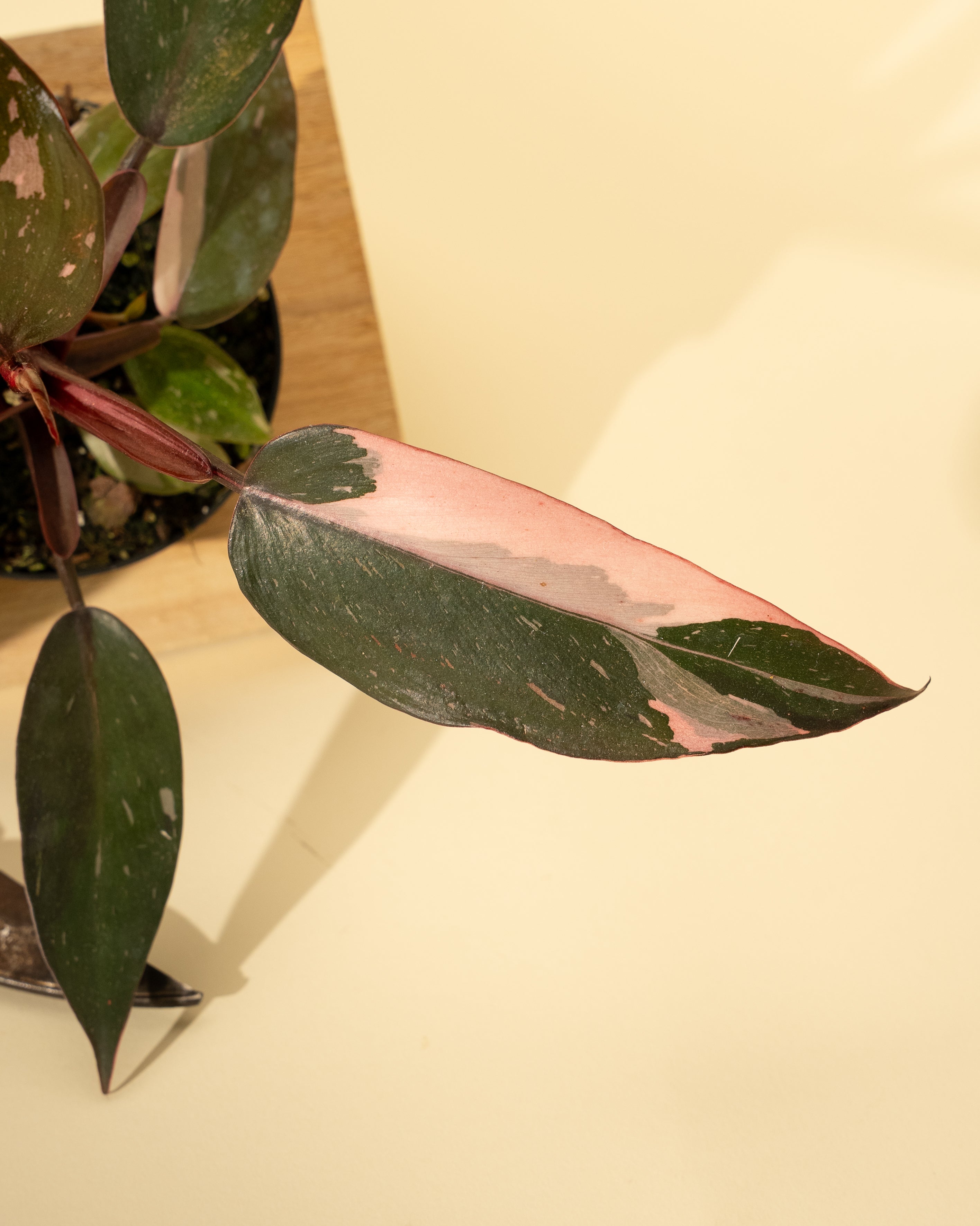 pink princess philodendron pet friendly Philodendron Pink Princess 4" pot
