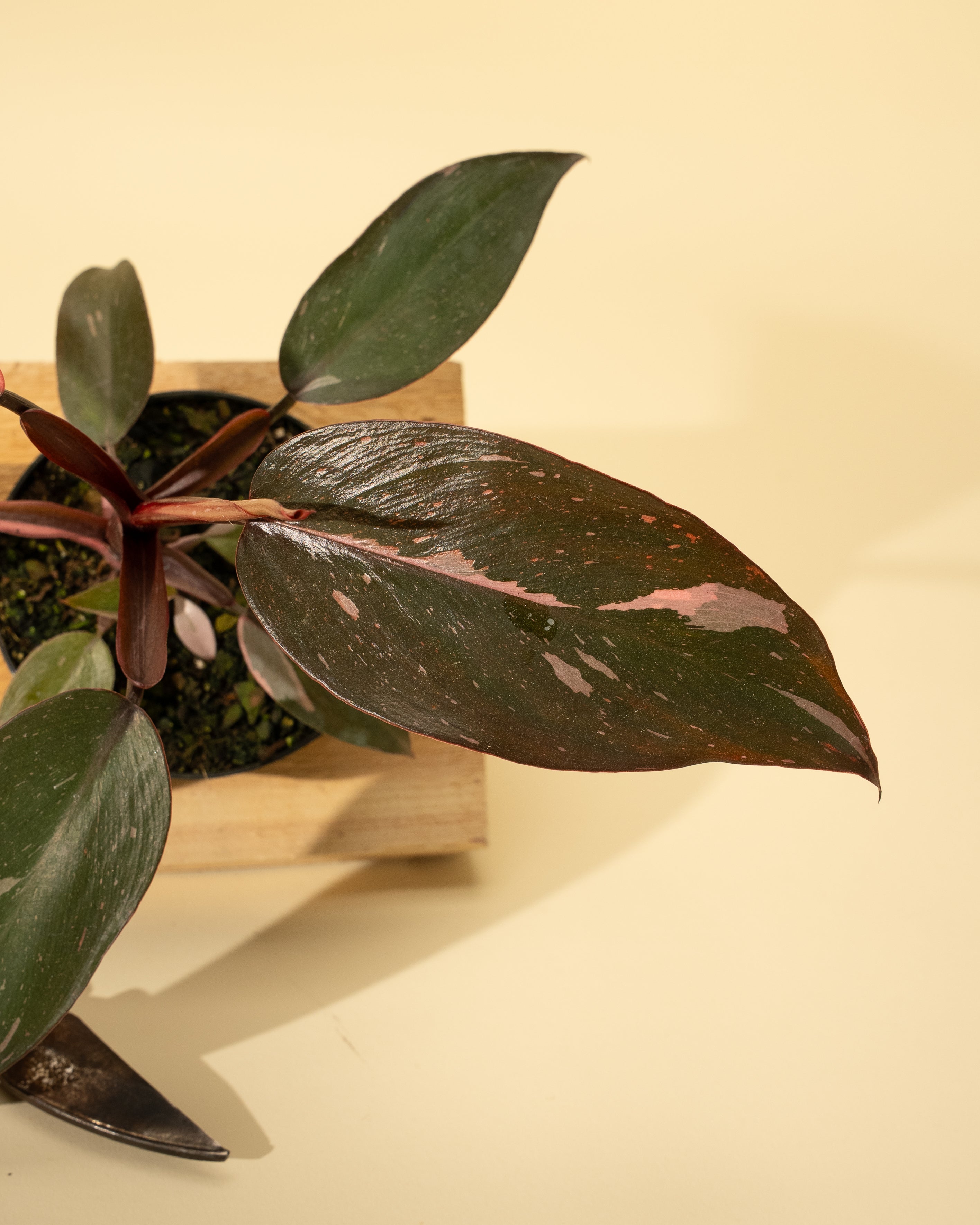 philodendron pink princess species 4" Philodendron 'Pink Princess'
