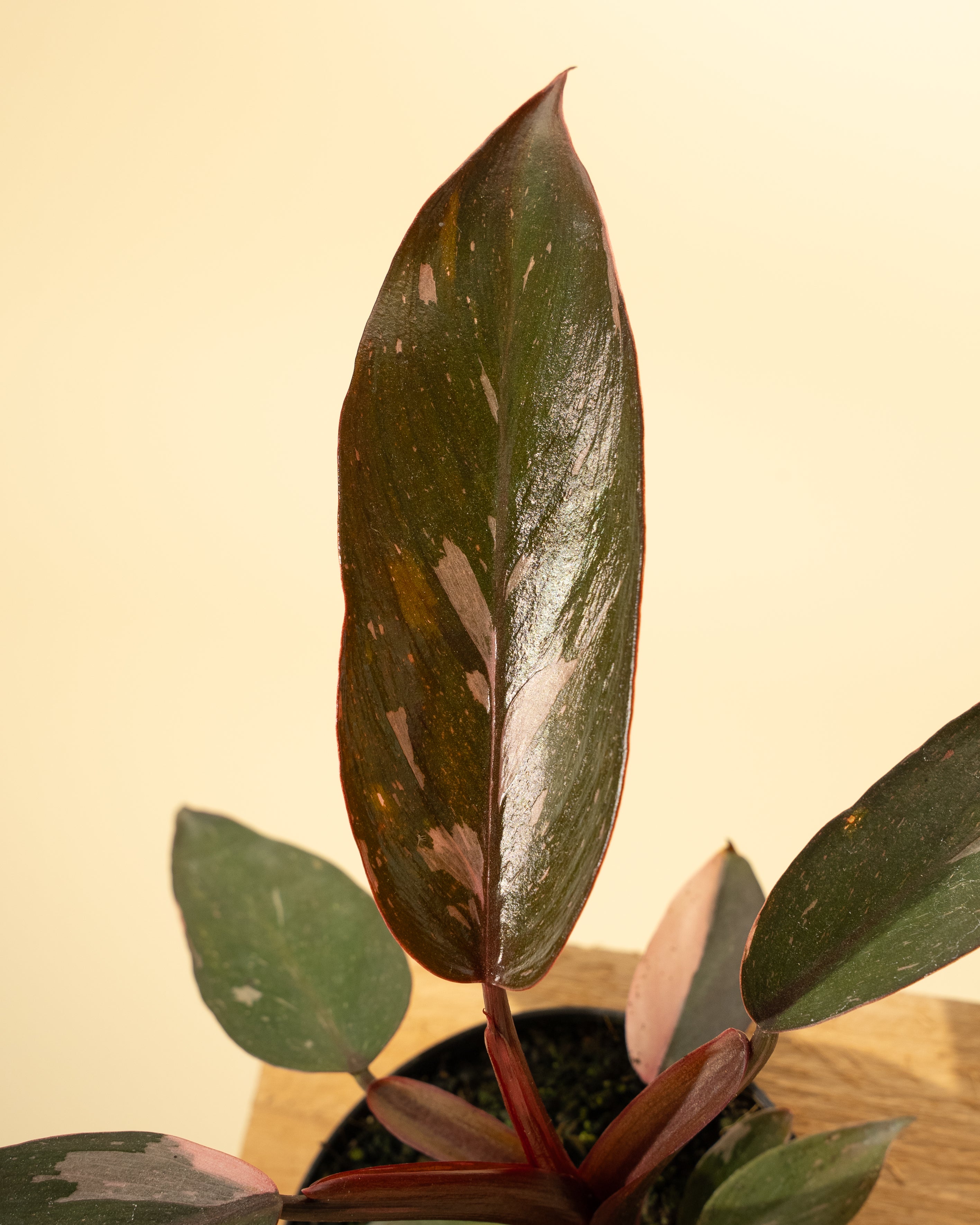 philodendron pink princess species 4" Philodendron 'Pink Princess'