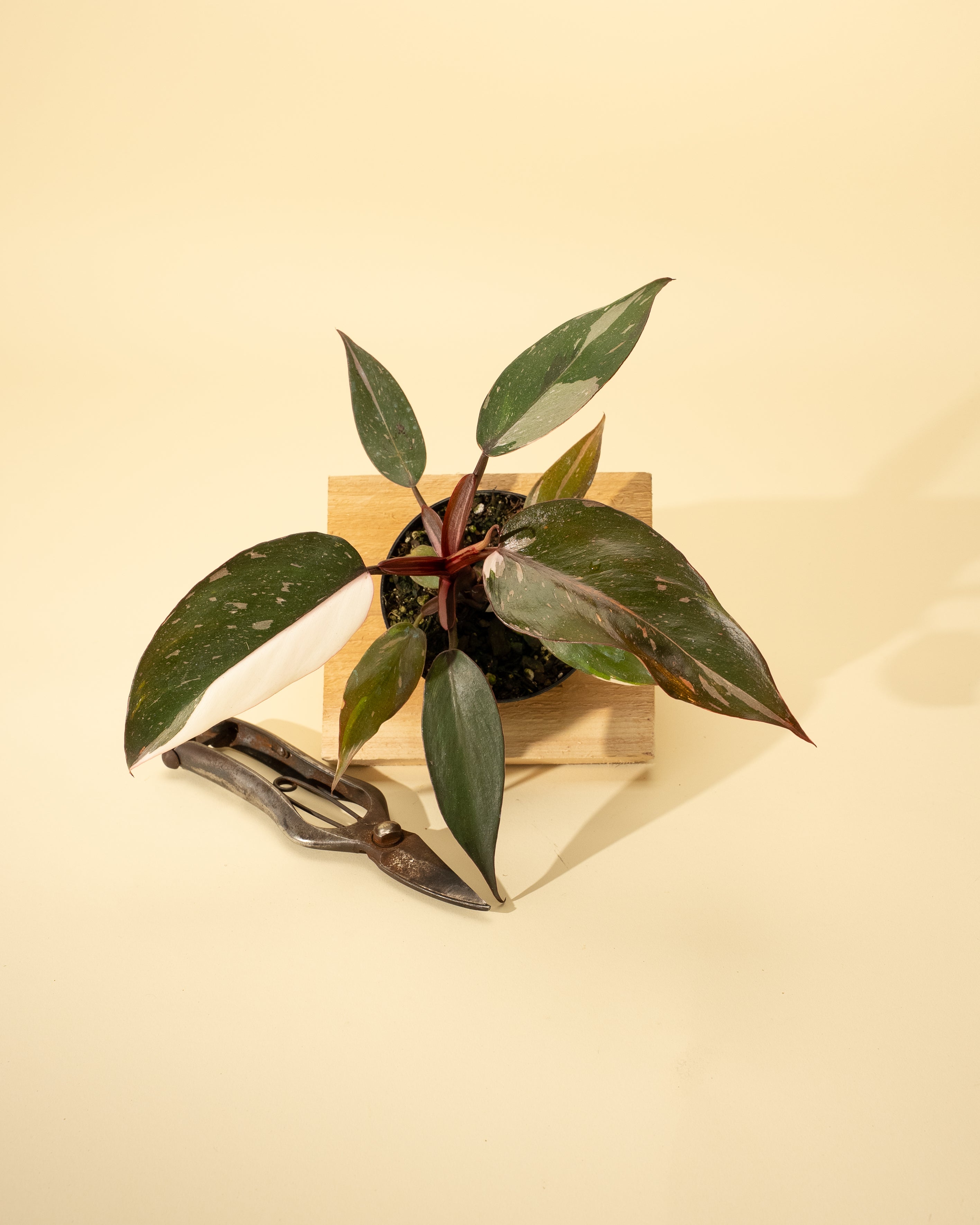 red anderson philodendron for sale 4" Philodendron Red Anderson 'Pink Knight'