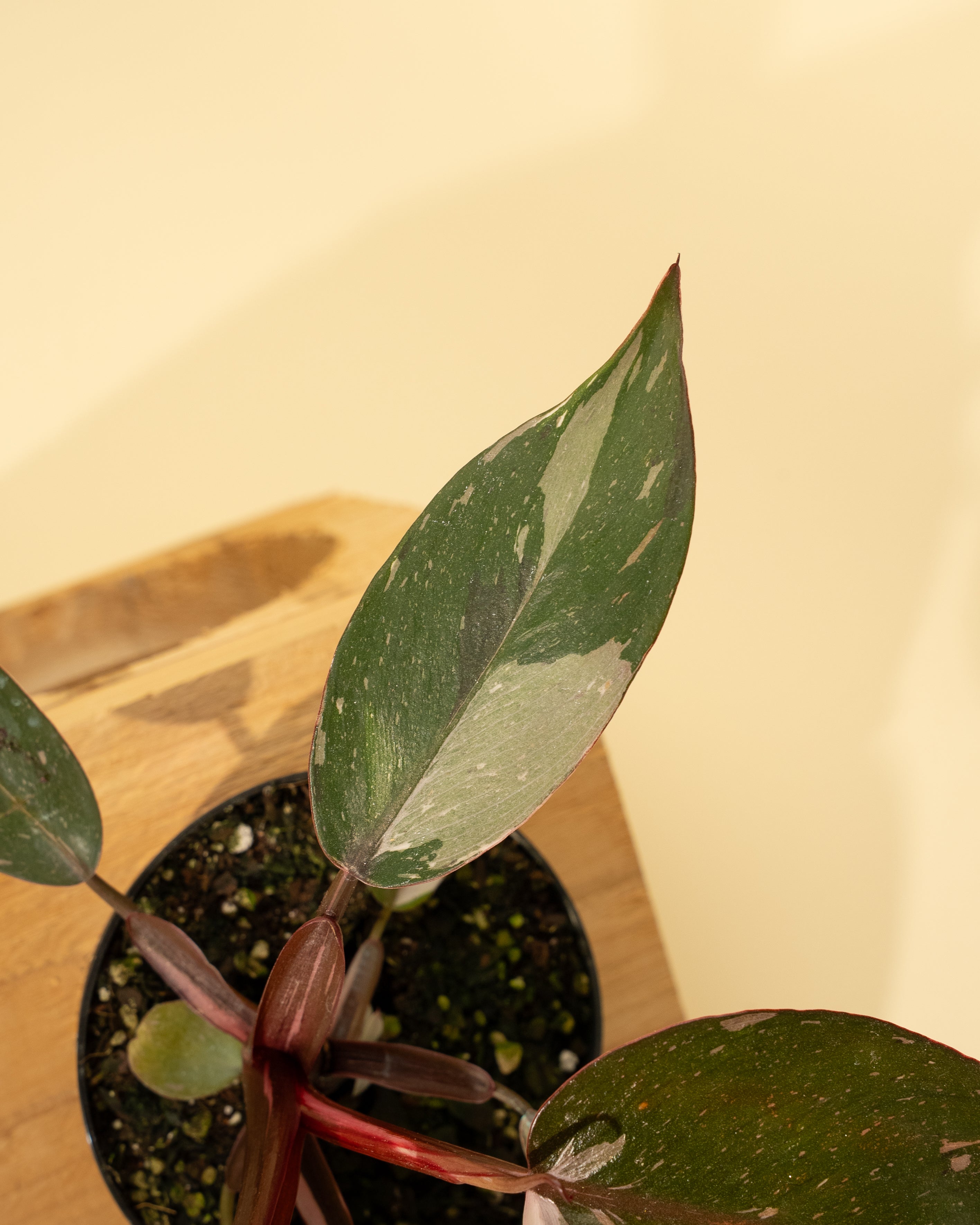philodendron anderson red care 4" Philodendron Red Anderson 'Pink Knight'