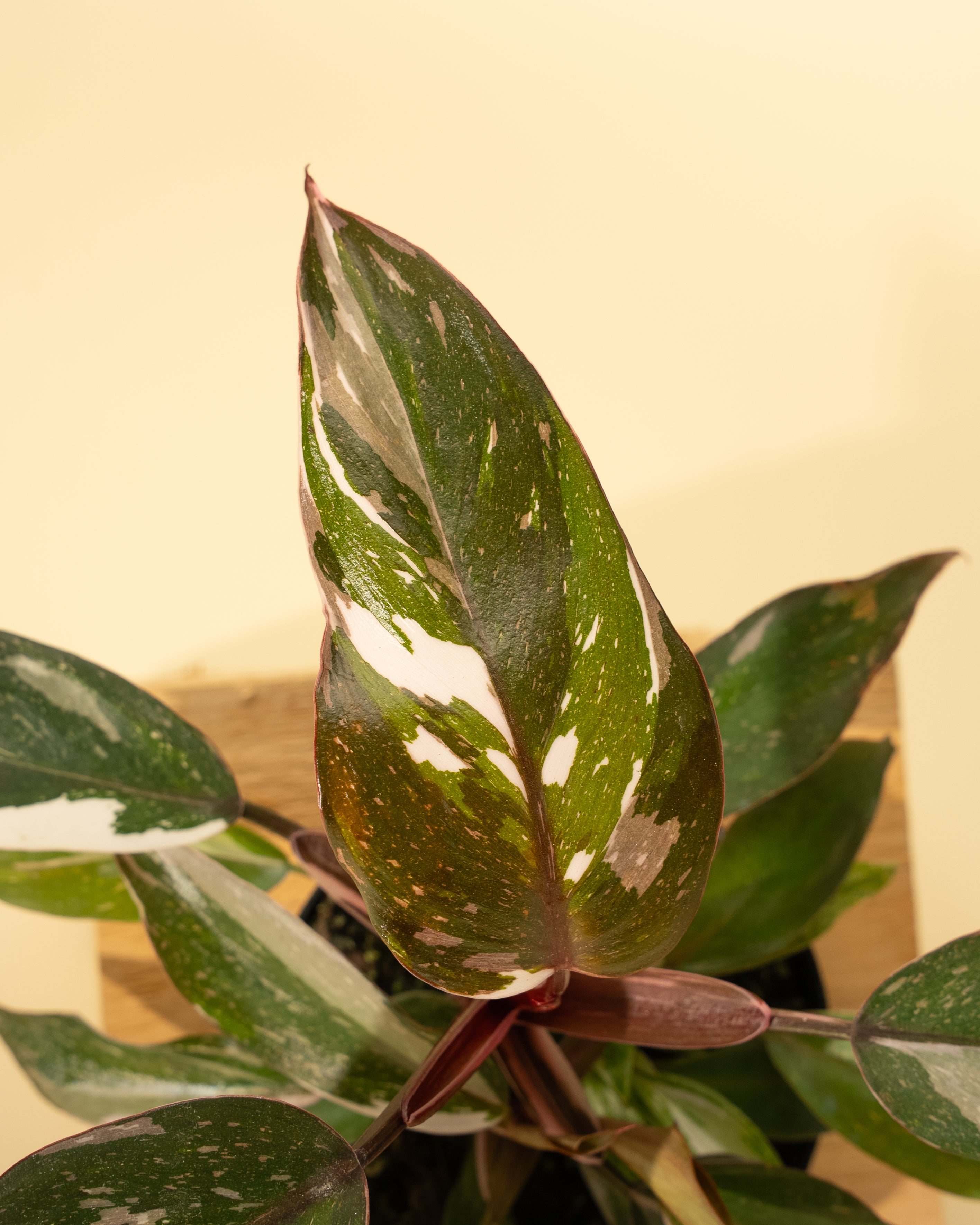 philodendron red anderson vs white knight 4" Philodendron Red Anderson 'Pink Knight'